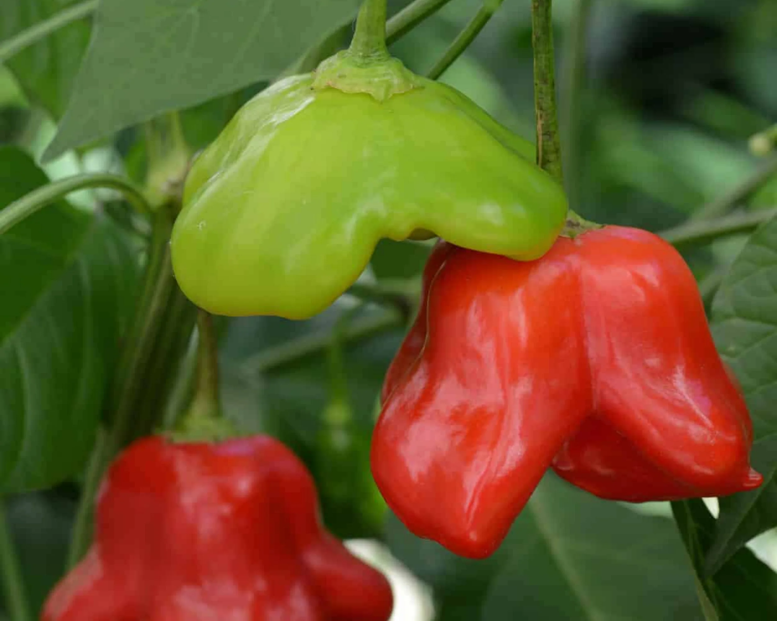 Mad Hatter Hybrid Pepper Seeds - Image 3