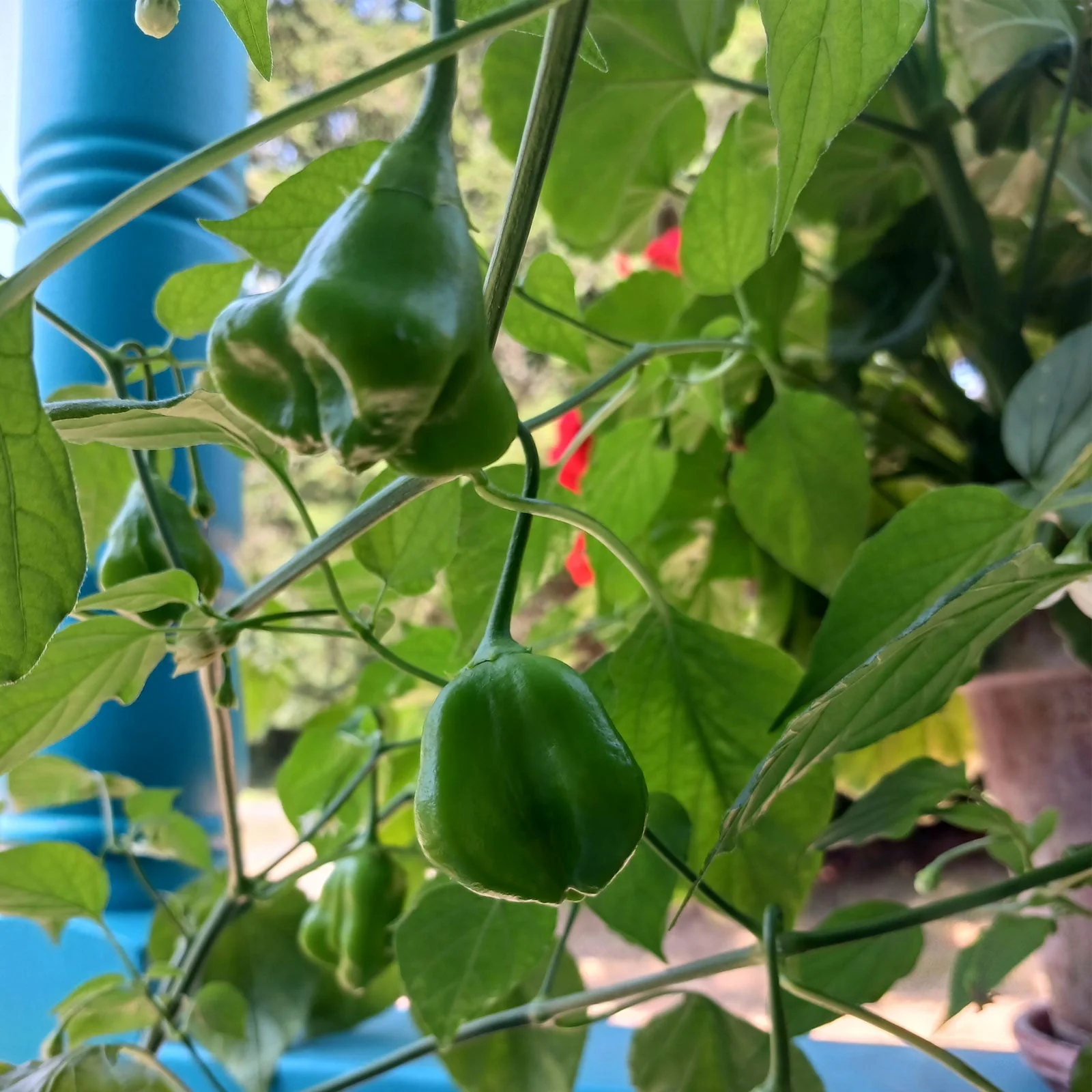 Mad Hatter Pepper Seeds - Image 2