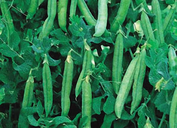 Maestro Pea Seeds
