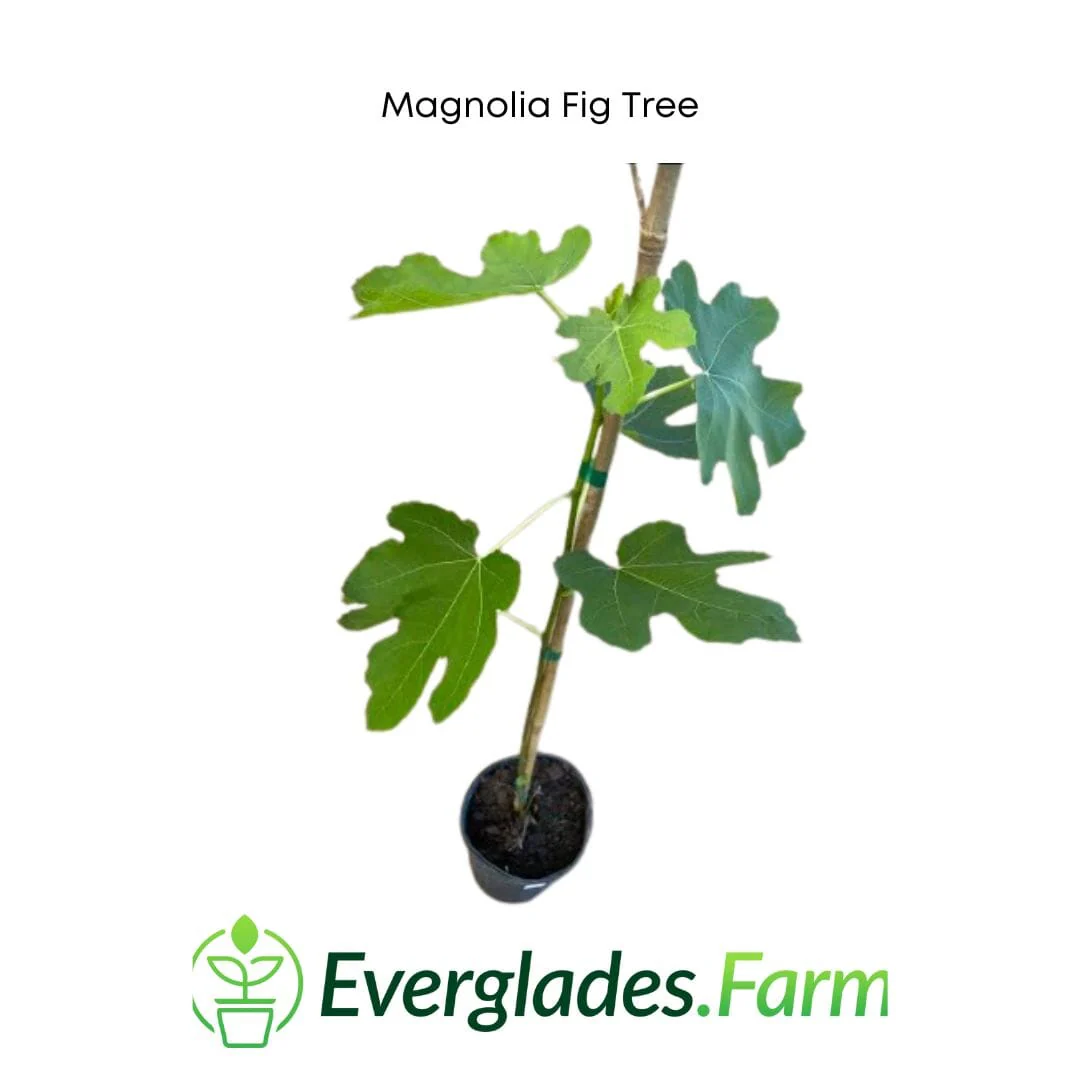 Magnolia Fig Tree - Image 2
