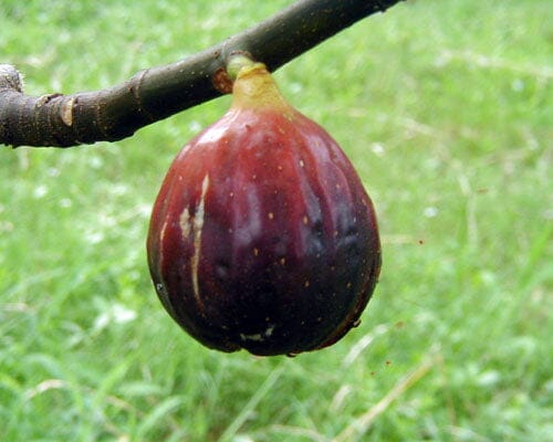 Magnolia Fig Tree - Image 4