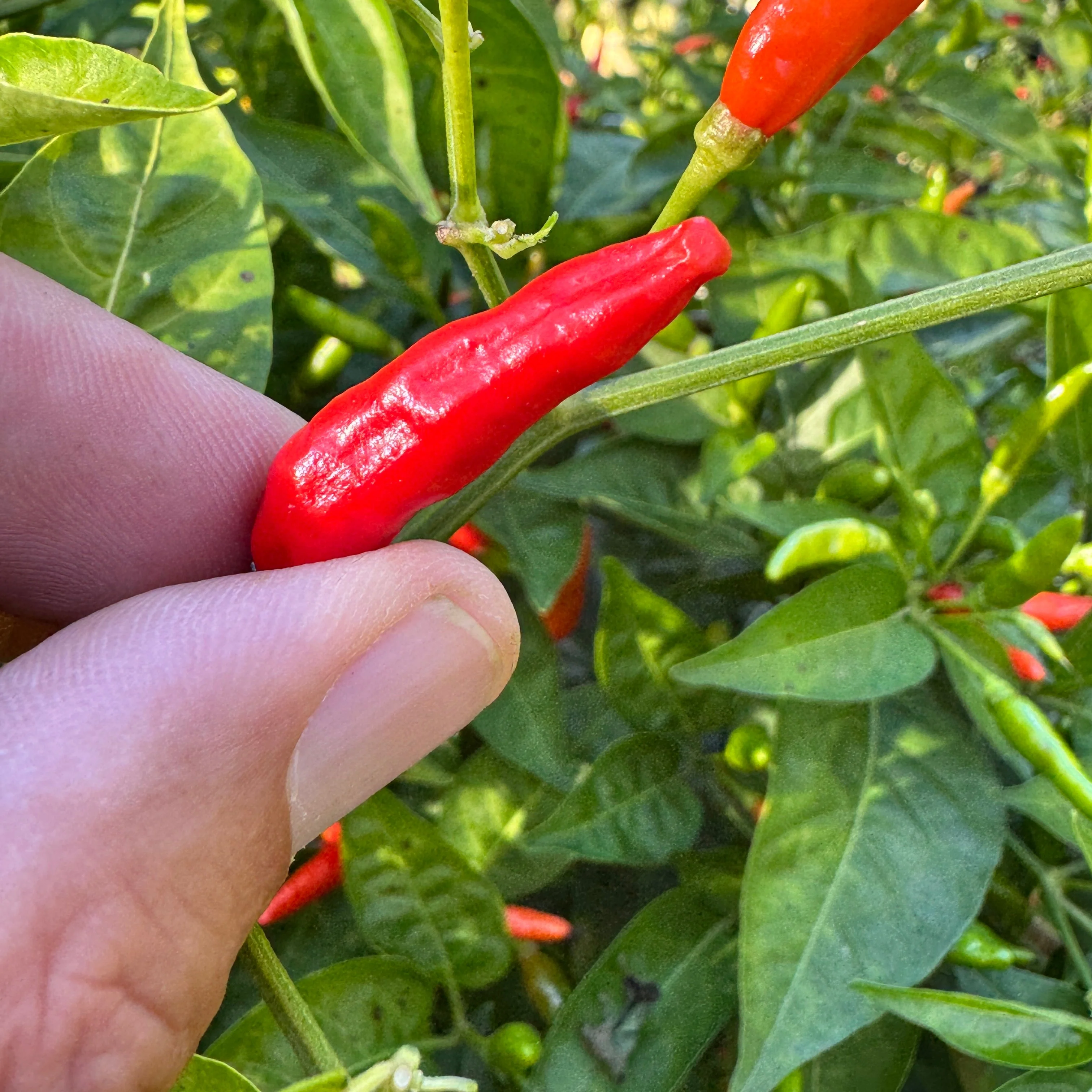 Malagueta - Seeds - Image 2