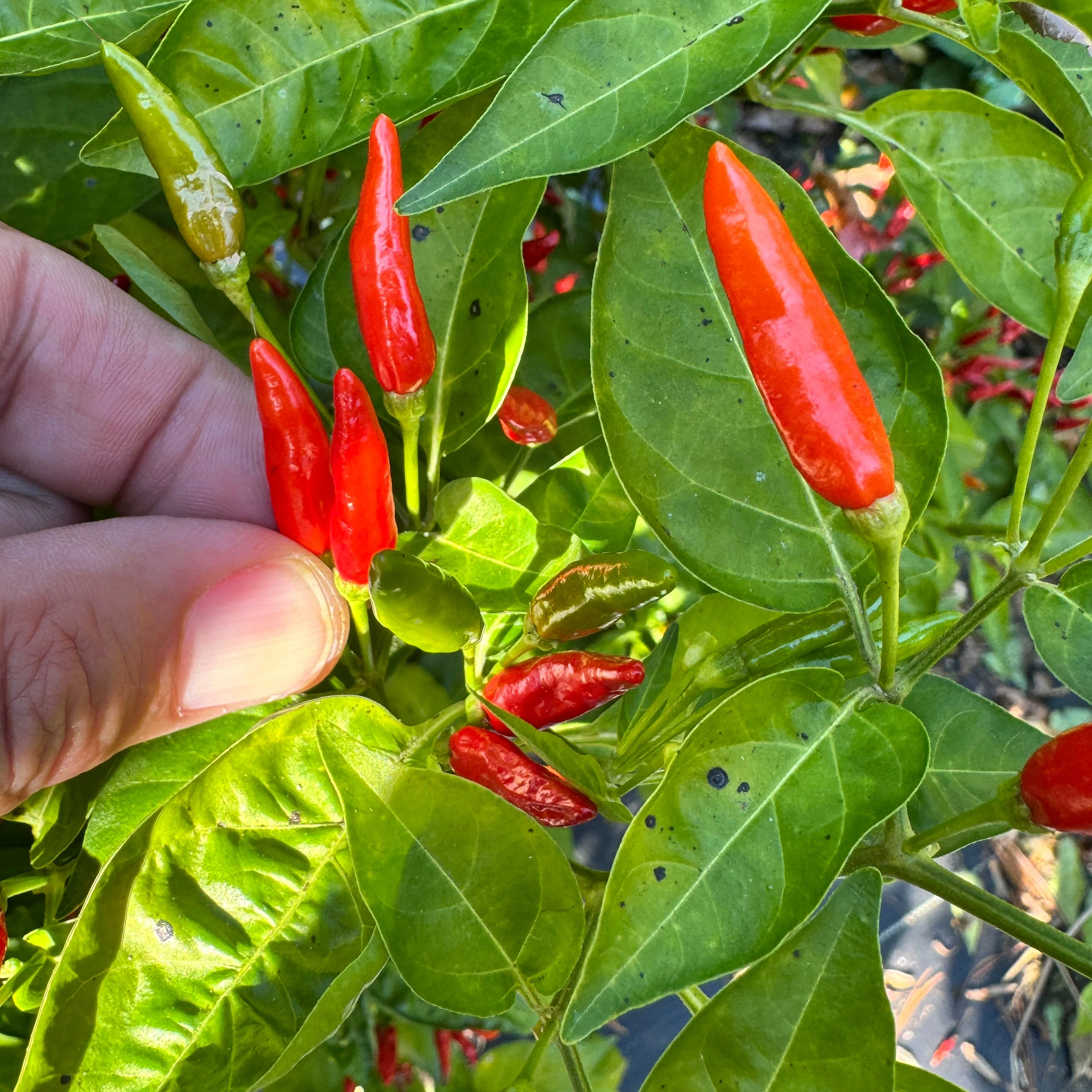 Malagueta - Seeds - Image 3
