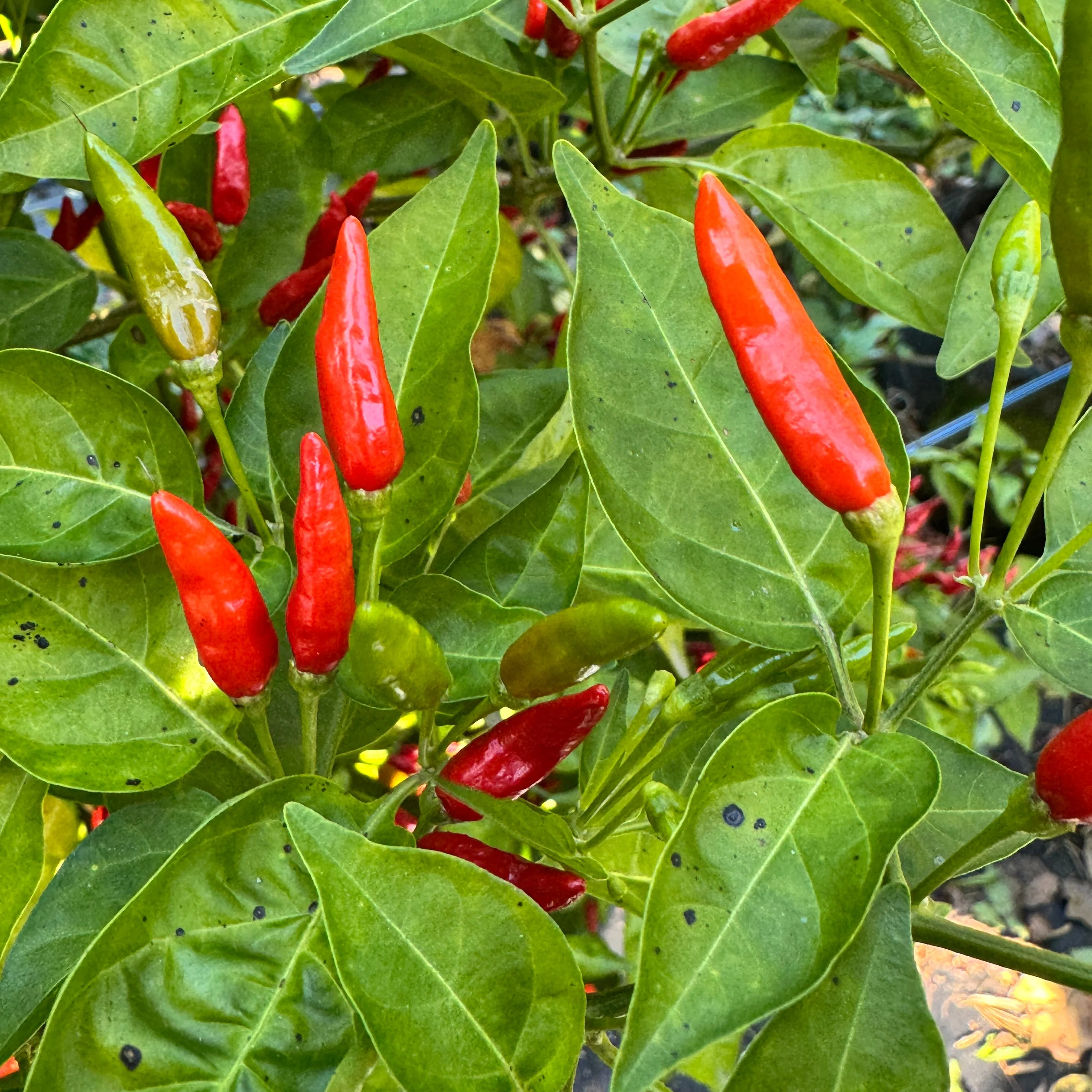 Malagueta - Seeds - Image 4