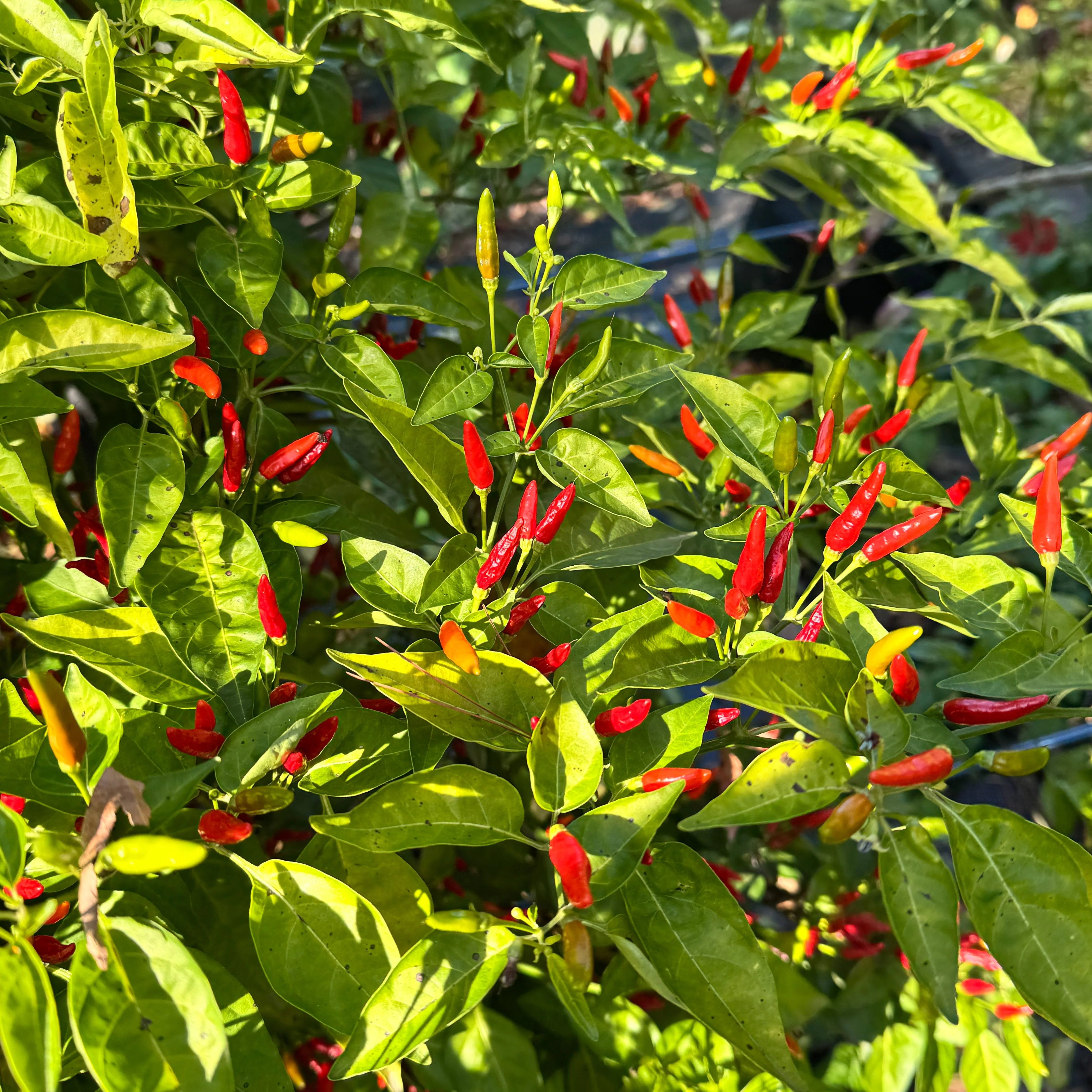 Malagueta - Seeds - Image 5