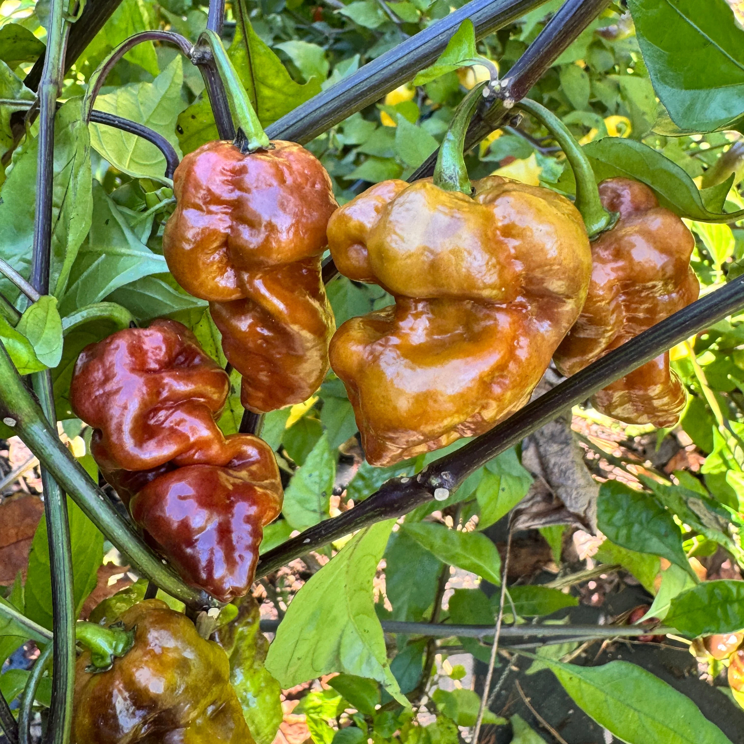 Malibu Chocolate  - Seeds - Image 2