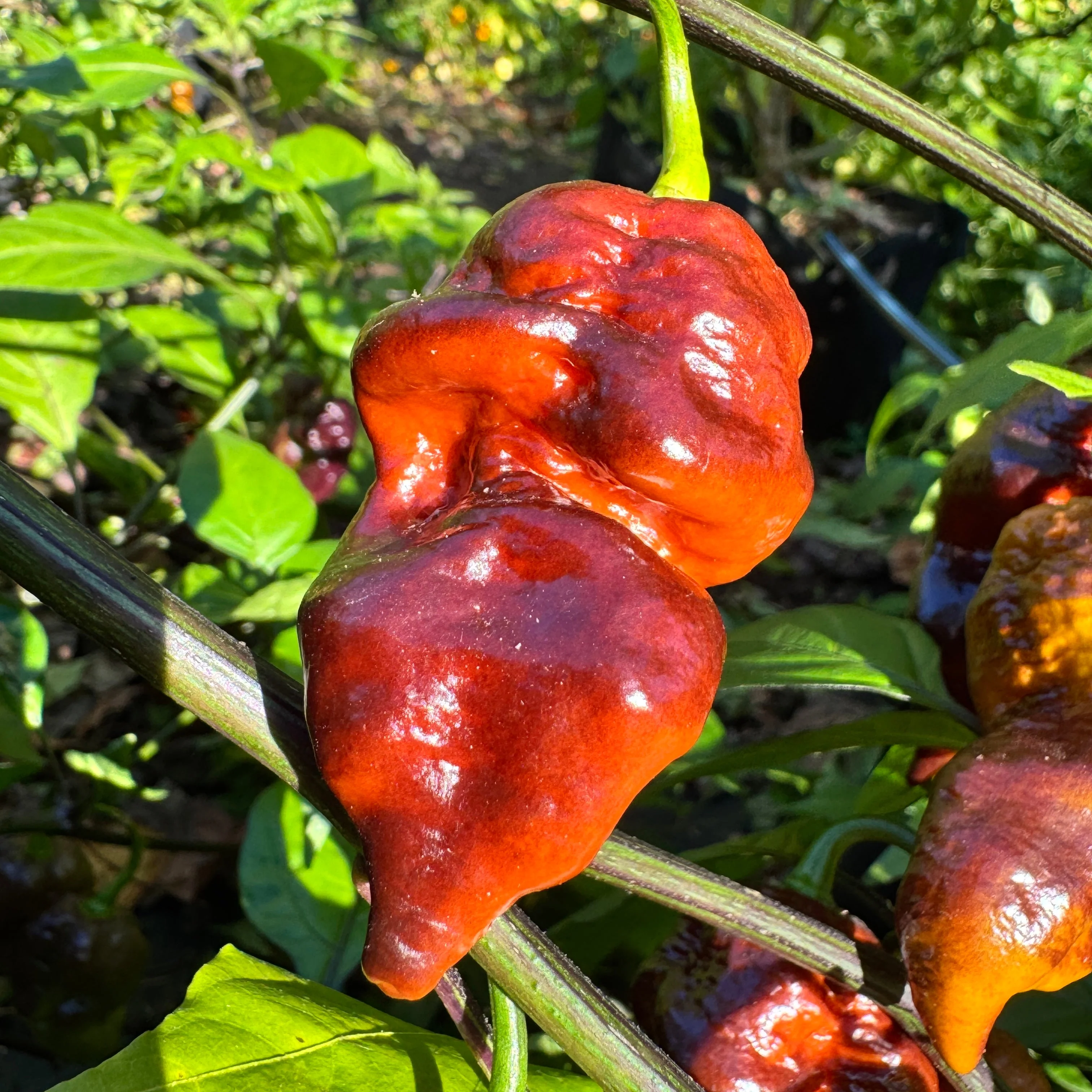 Malibu Chocolate  - Seeds - Image 3