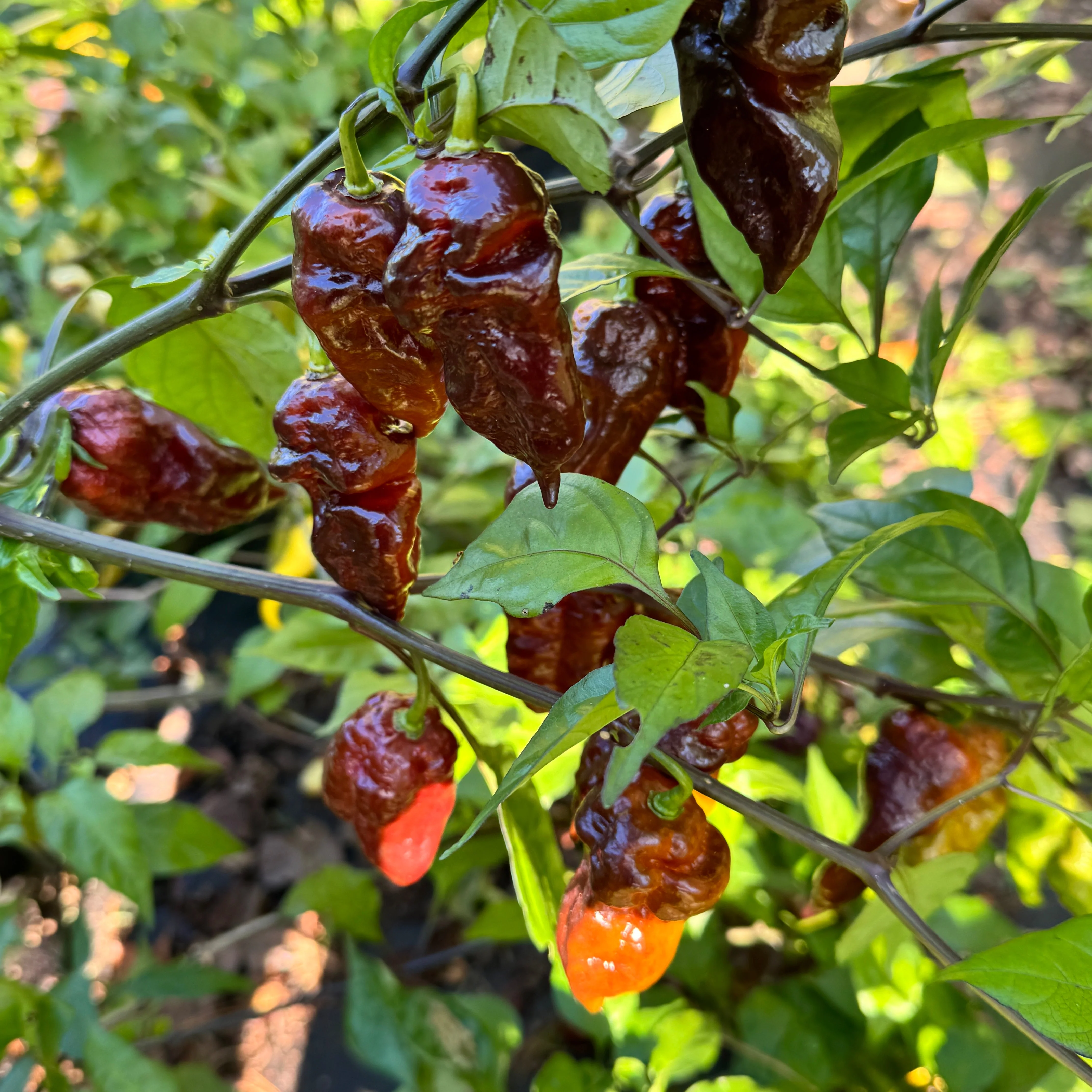 Malibu Chocolate  - Seeds - Image 5