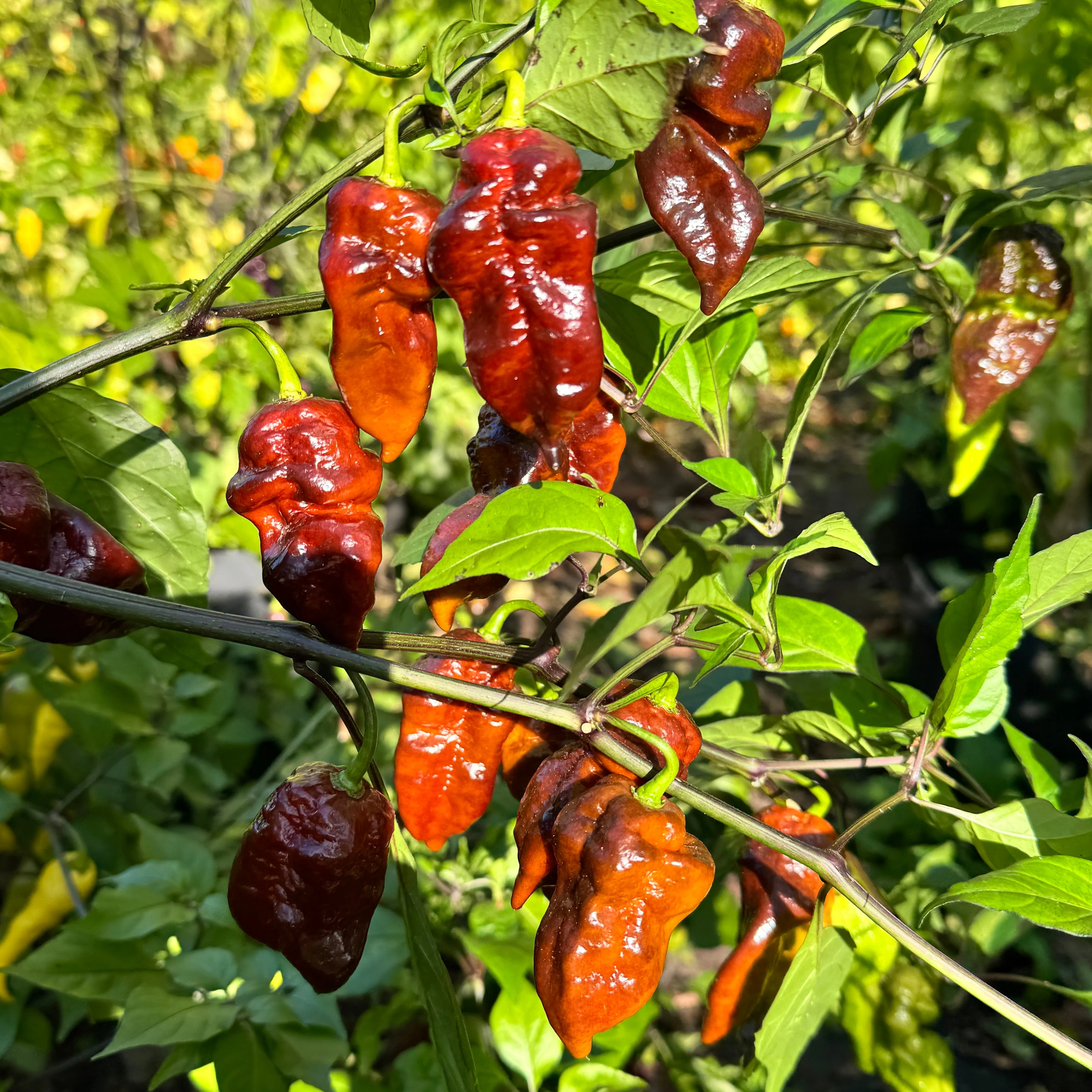 Malibu Chocolate  - Seeds - Image 6