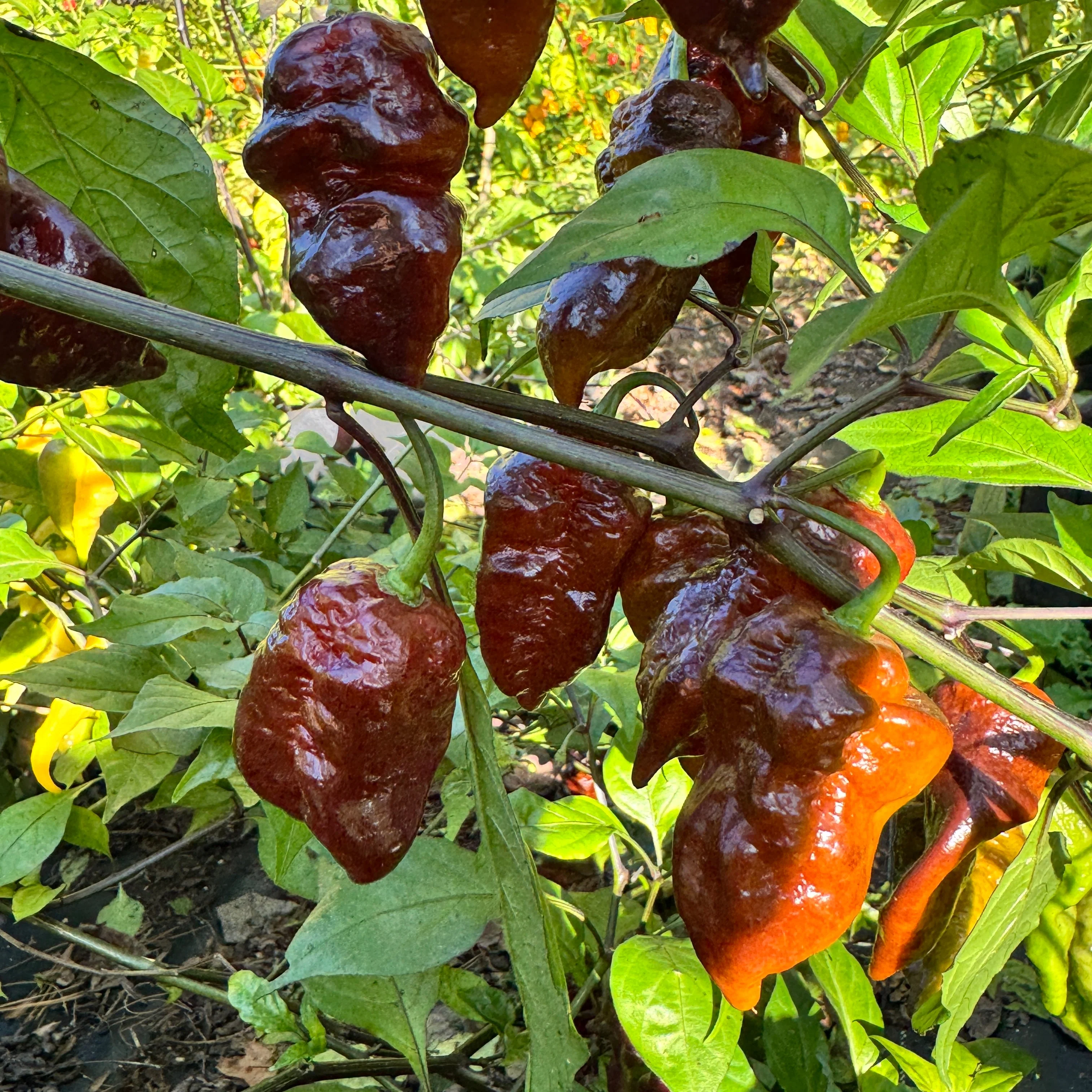Malibu Chocolate  - Seeds - Image 7