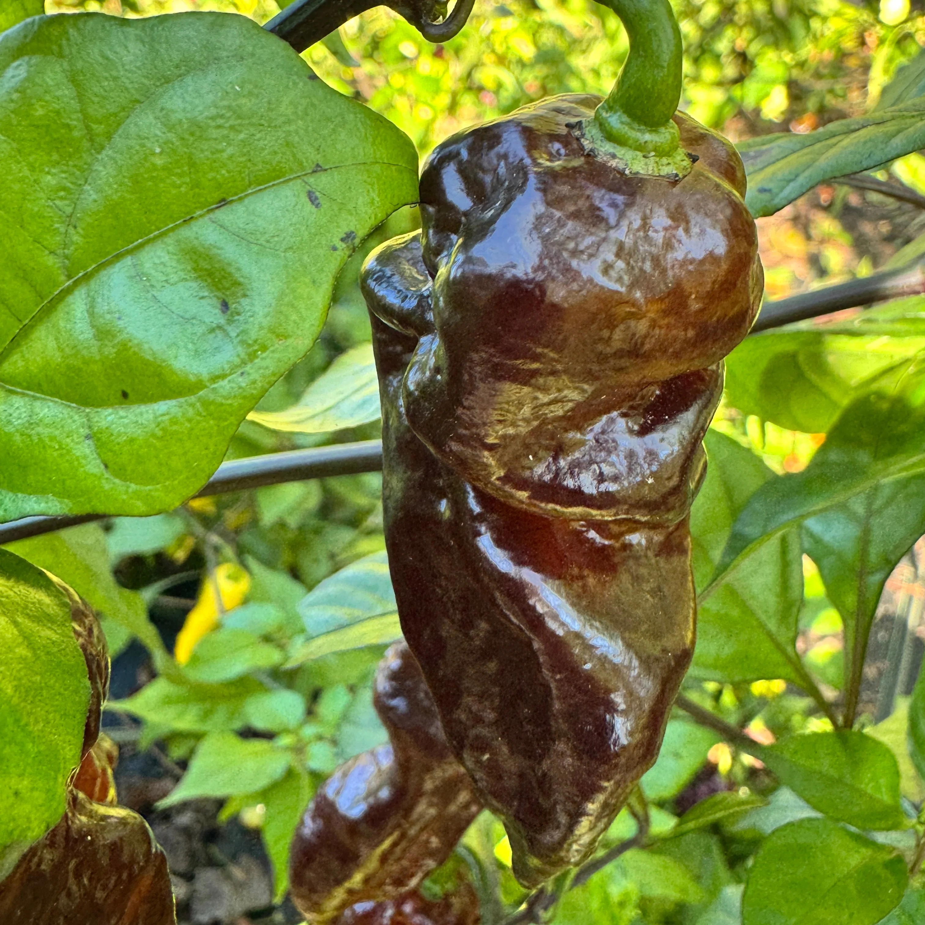 Malibu Chocolate  - Seeds - Image 8