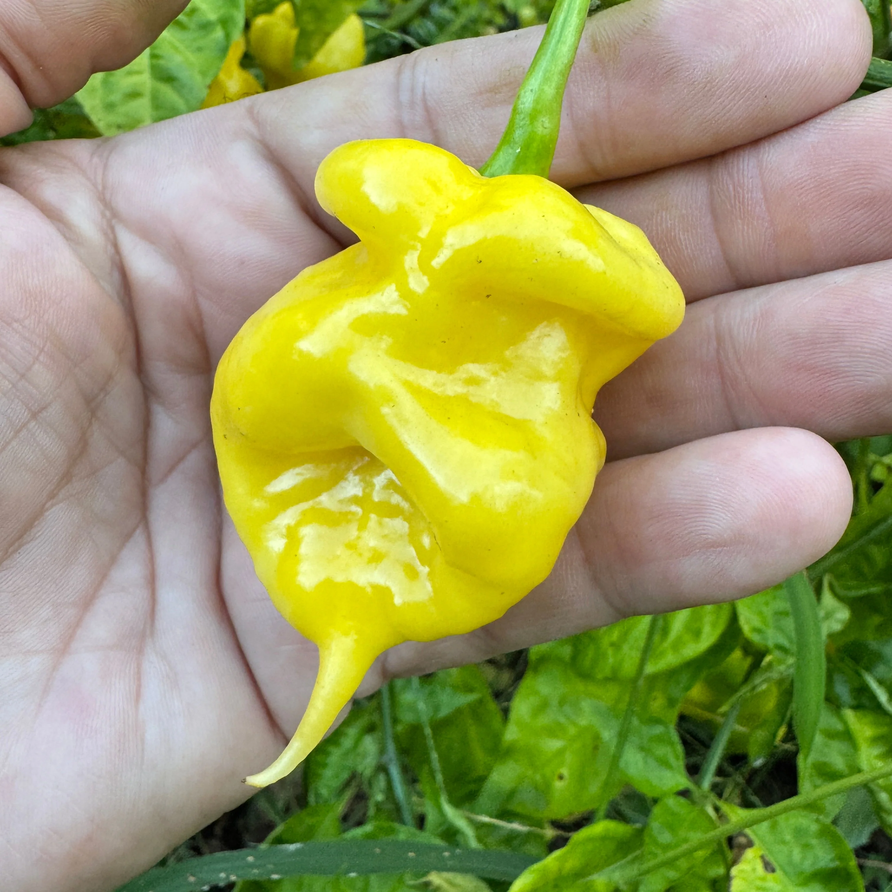 Malibu Yellow - Seeds - Image 2