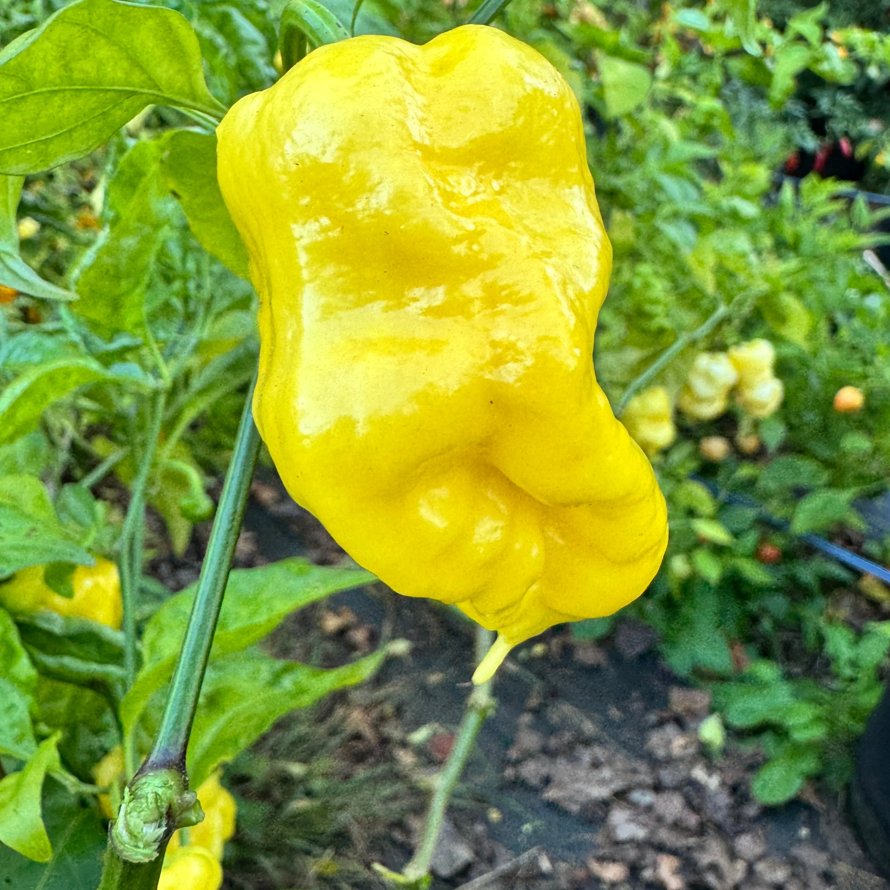 Malibu Yellow - Seeds - Image 3