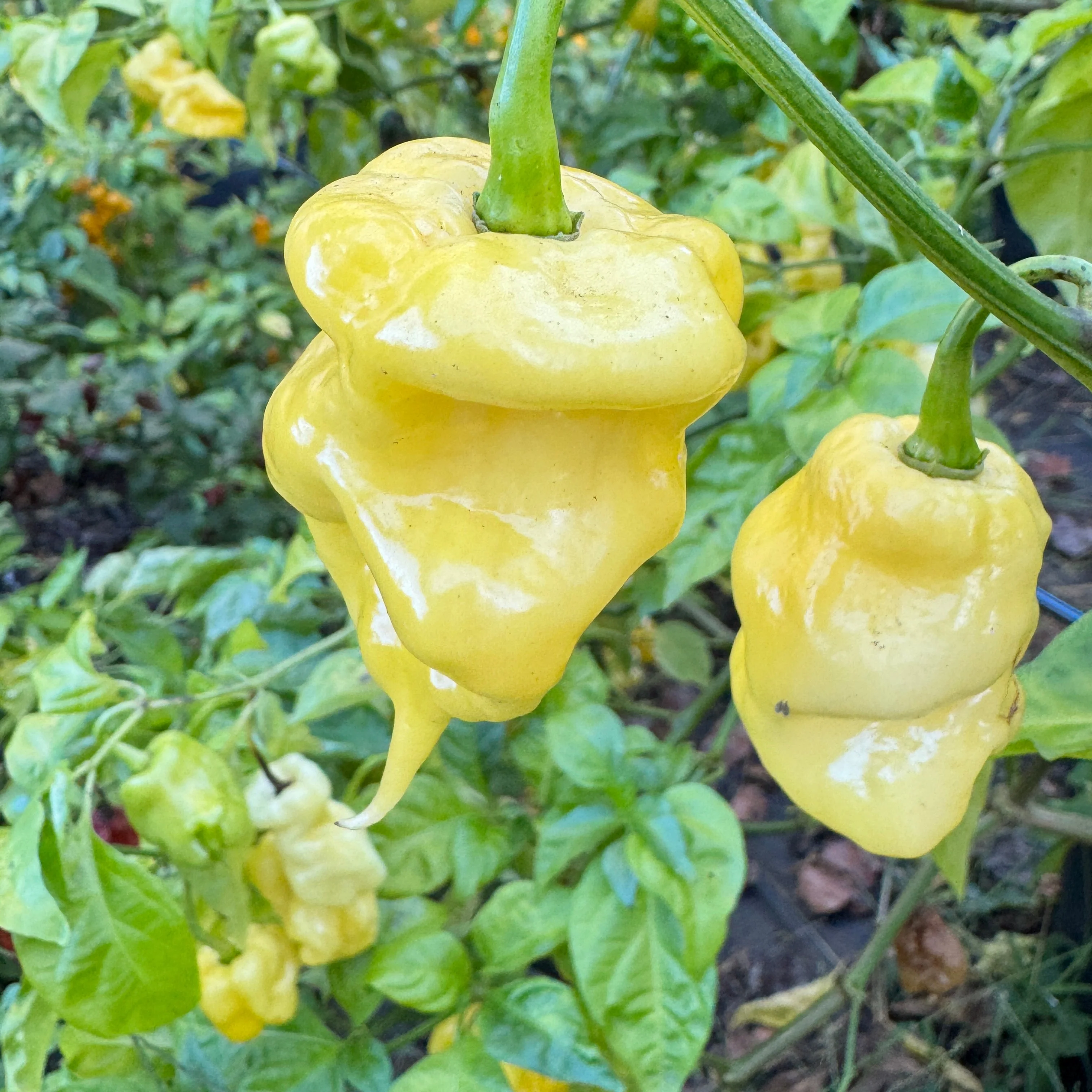 Malibu Yellow - Seeds - Image 4
