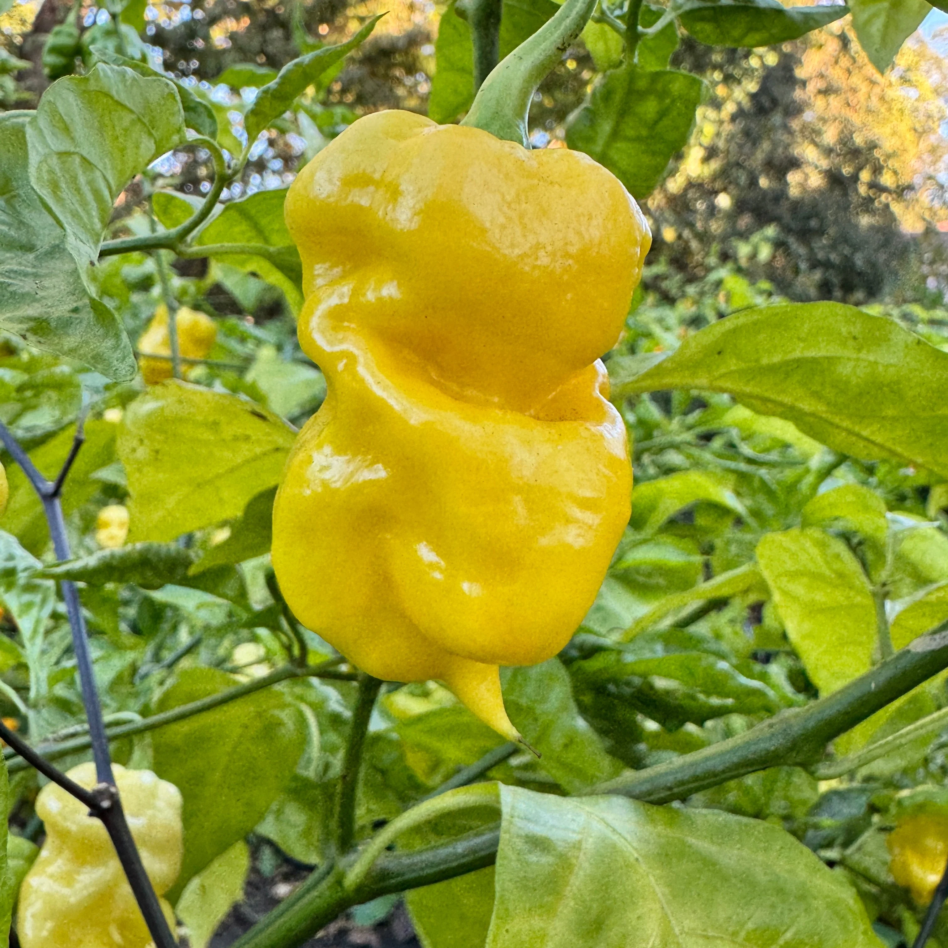 Malibu Yellow - Seeds - Image 5