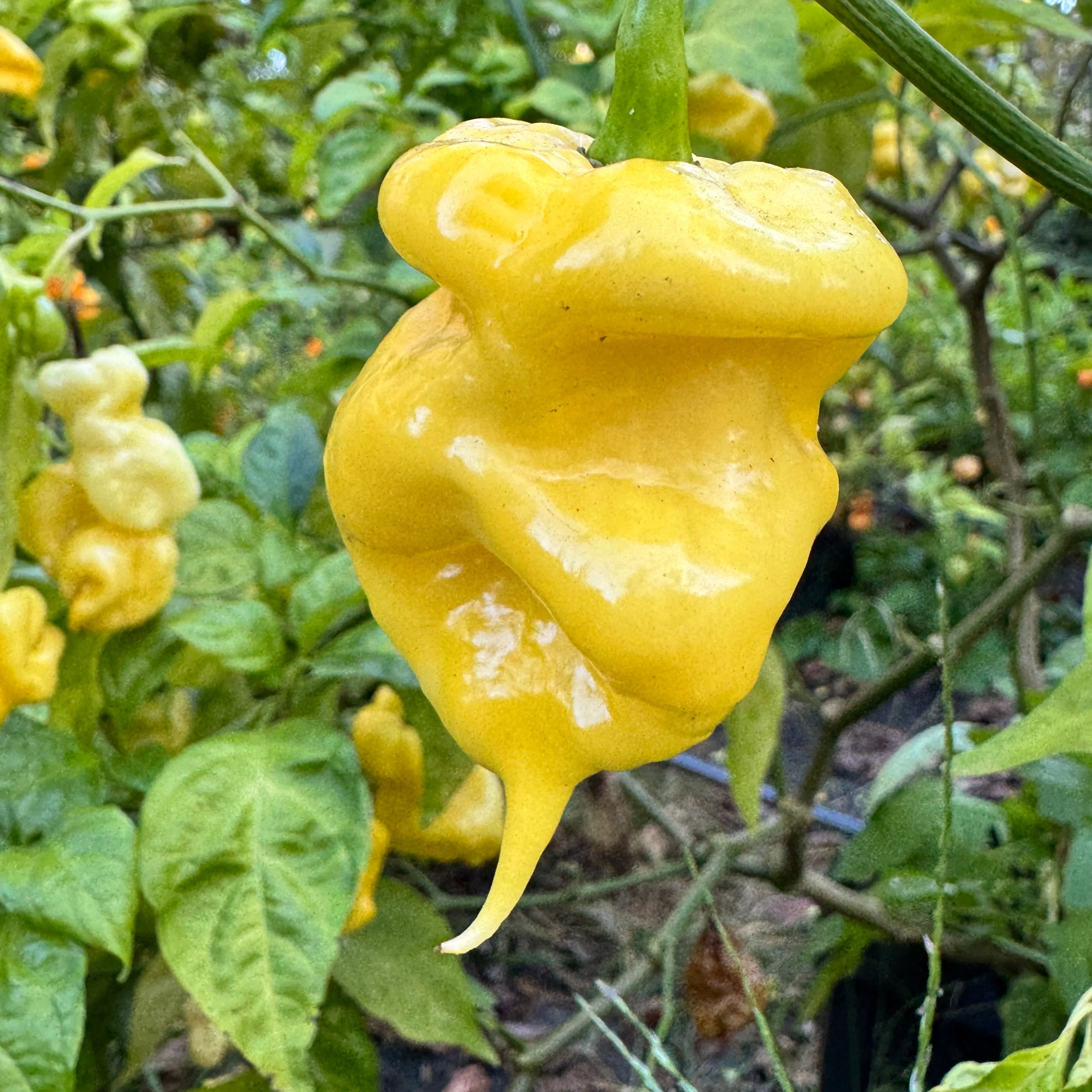 Malibu Yellow - Seeds - Image 6