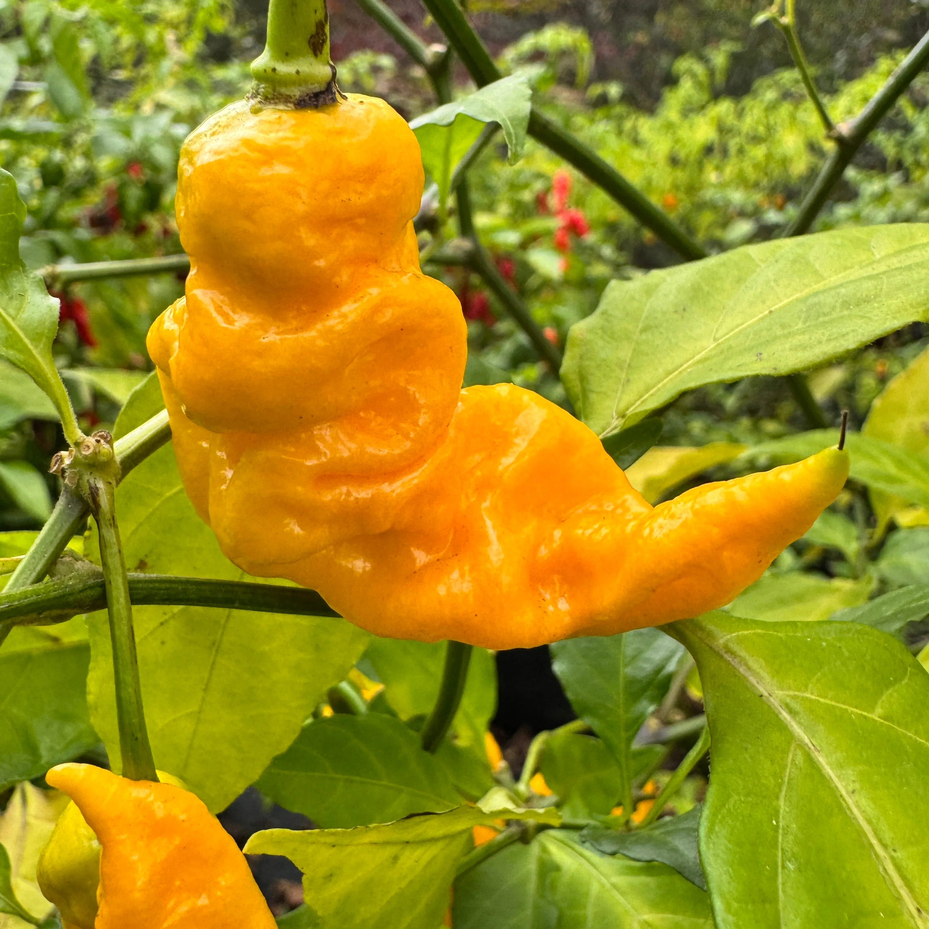 Mantis Claw Yellow  - Seeds - Image 6
