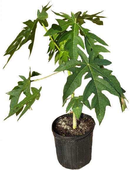 Maradol Red Dwarf Papaya Tree - Image 2