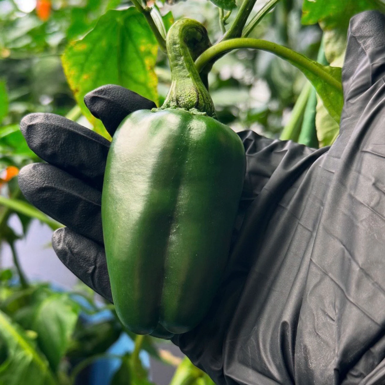 Marconi Giant Pepper Seeds - Image 2