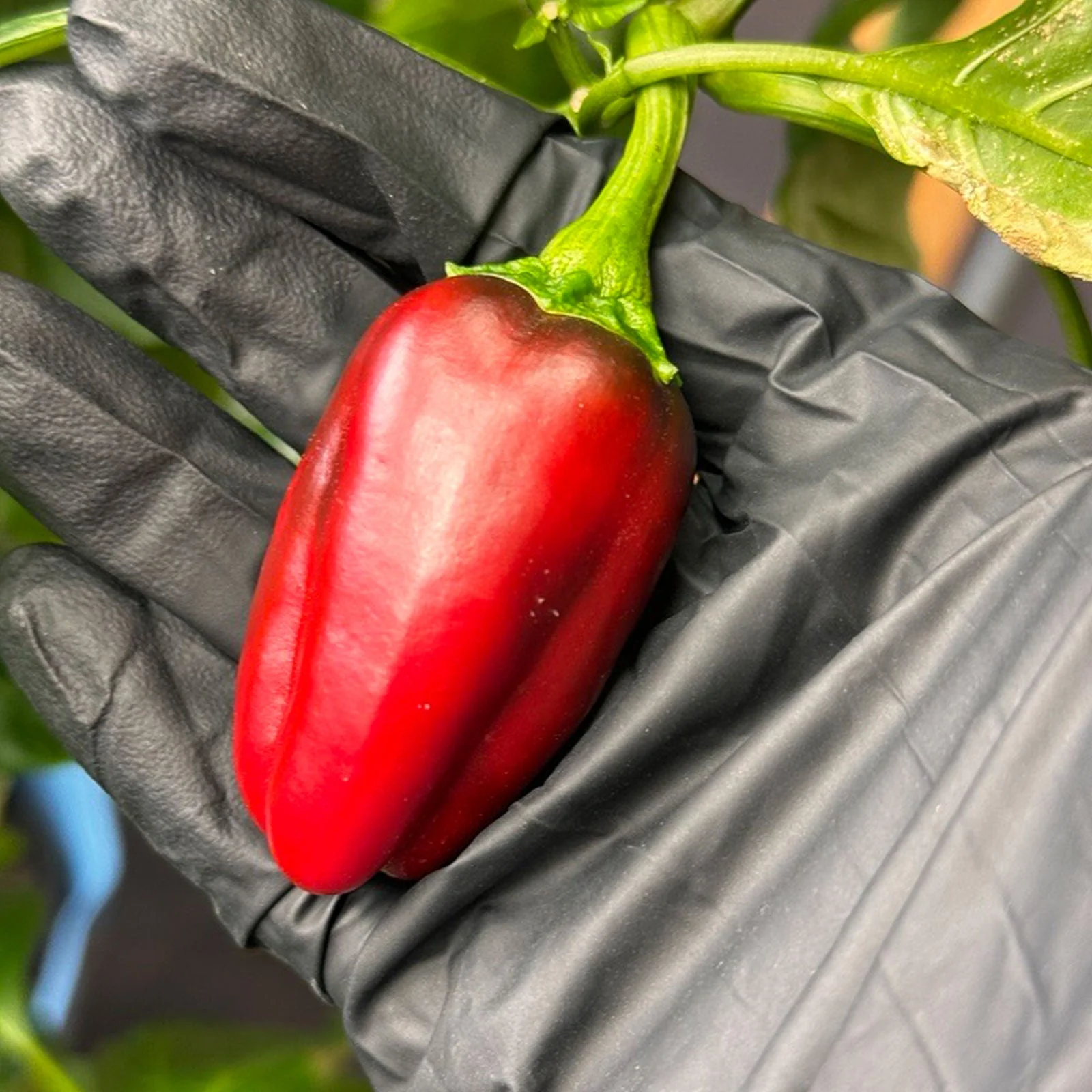 Marconi Giant Pepper Seeds - Image 3