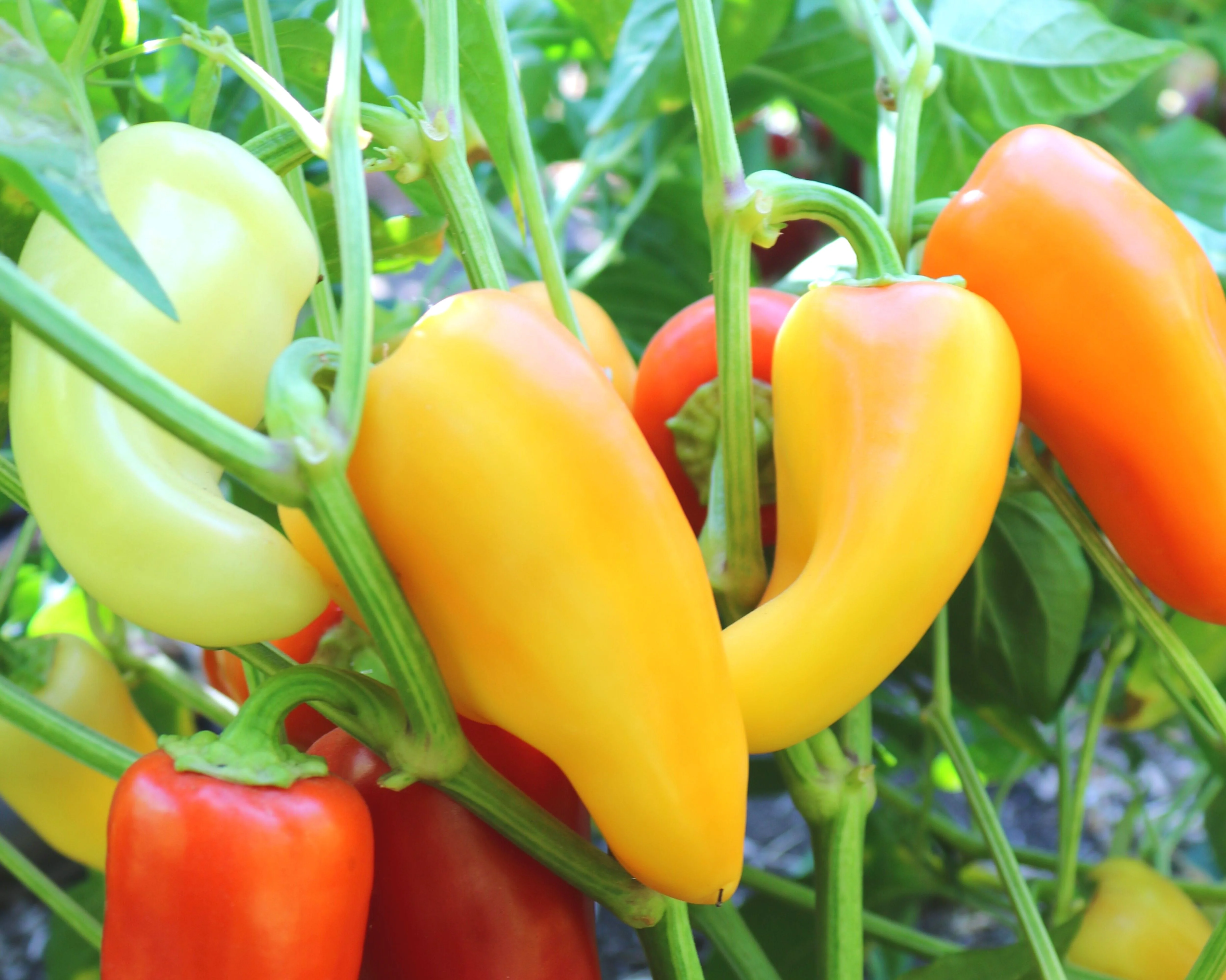Mariachi Hybrid Hot Pepper Seeds - Image 2