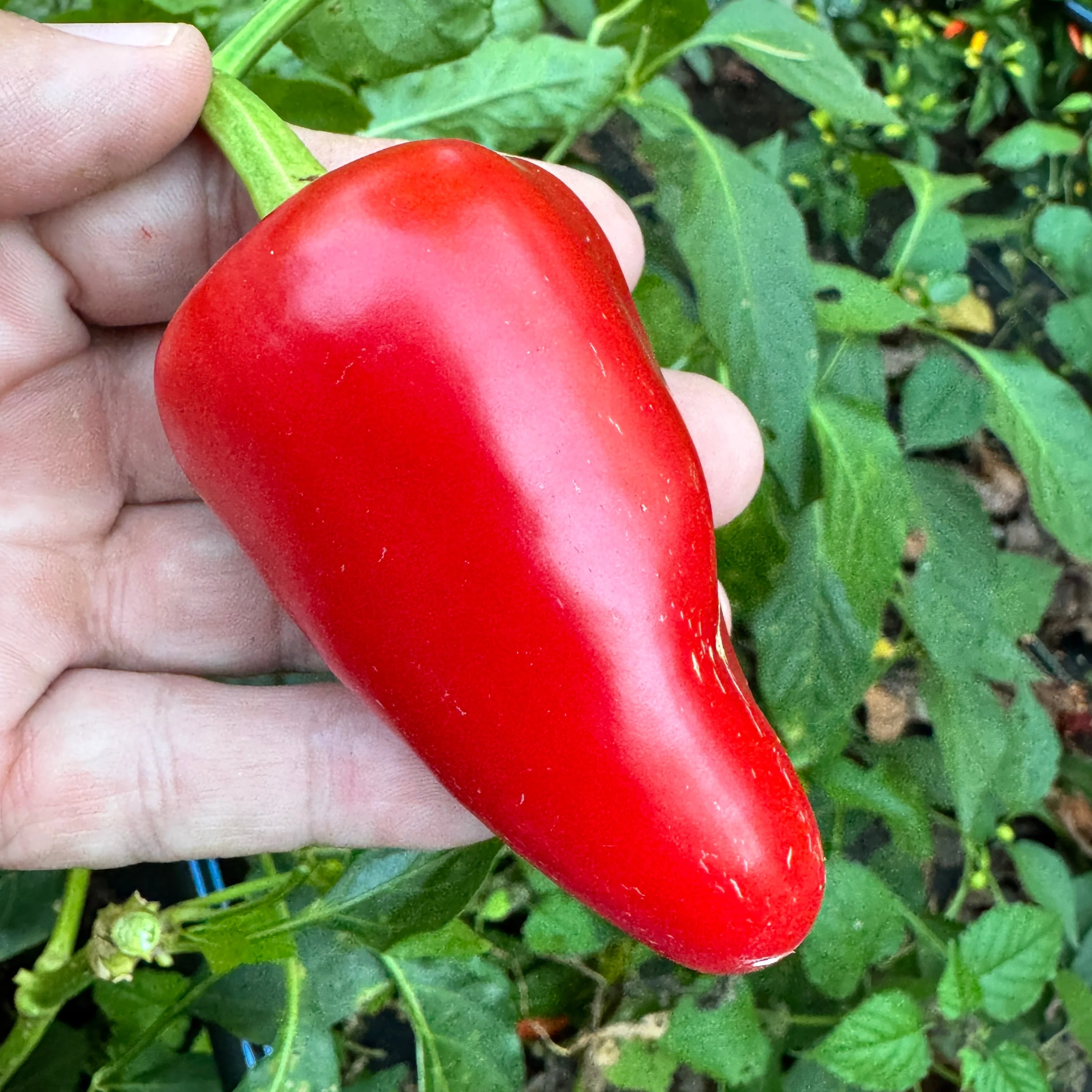 Mariachi Pepper  - Seeds - Image 2