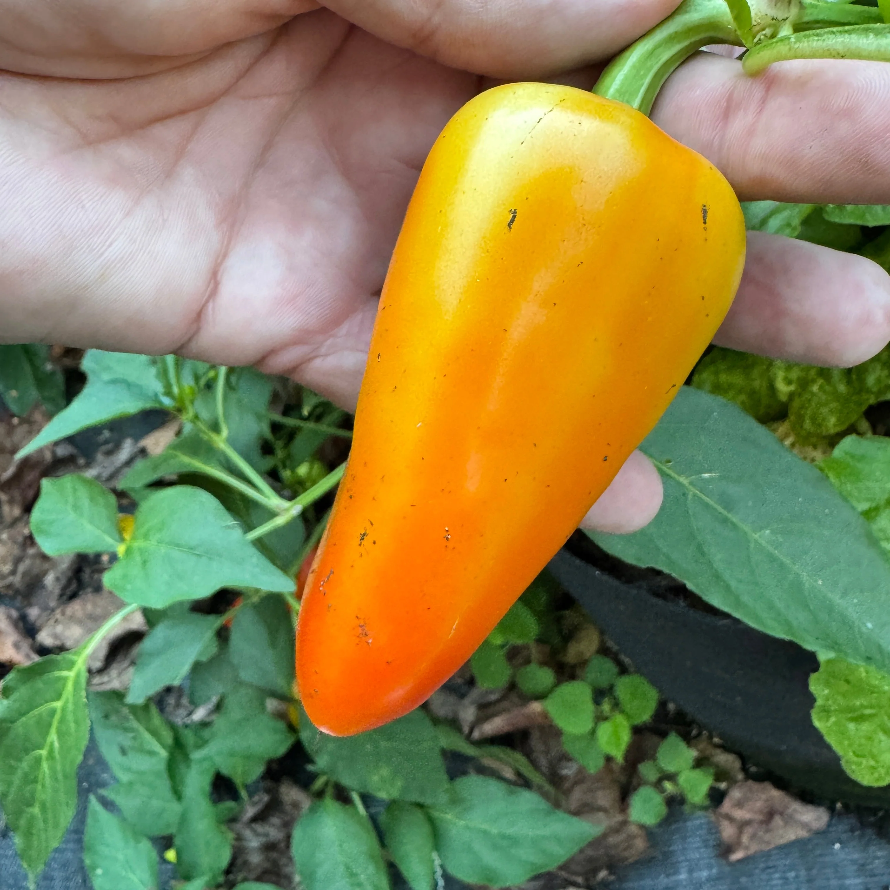 Mariachi Pepper  - Seeds - Image 3