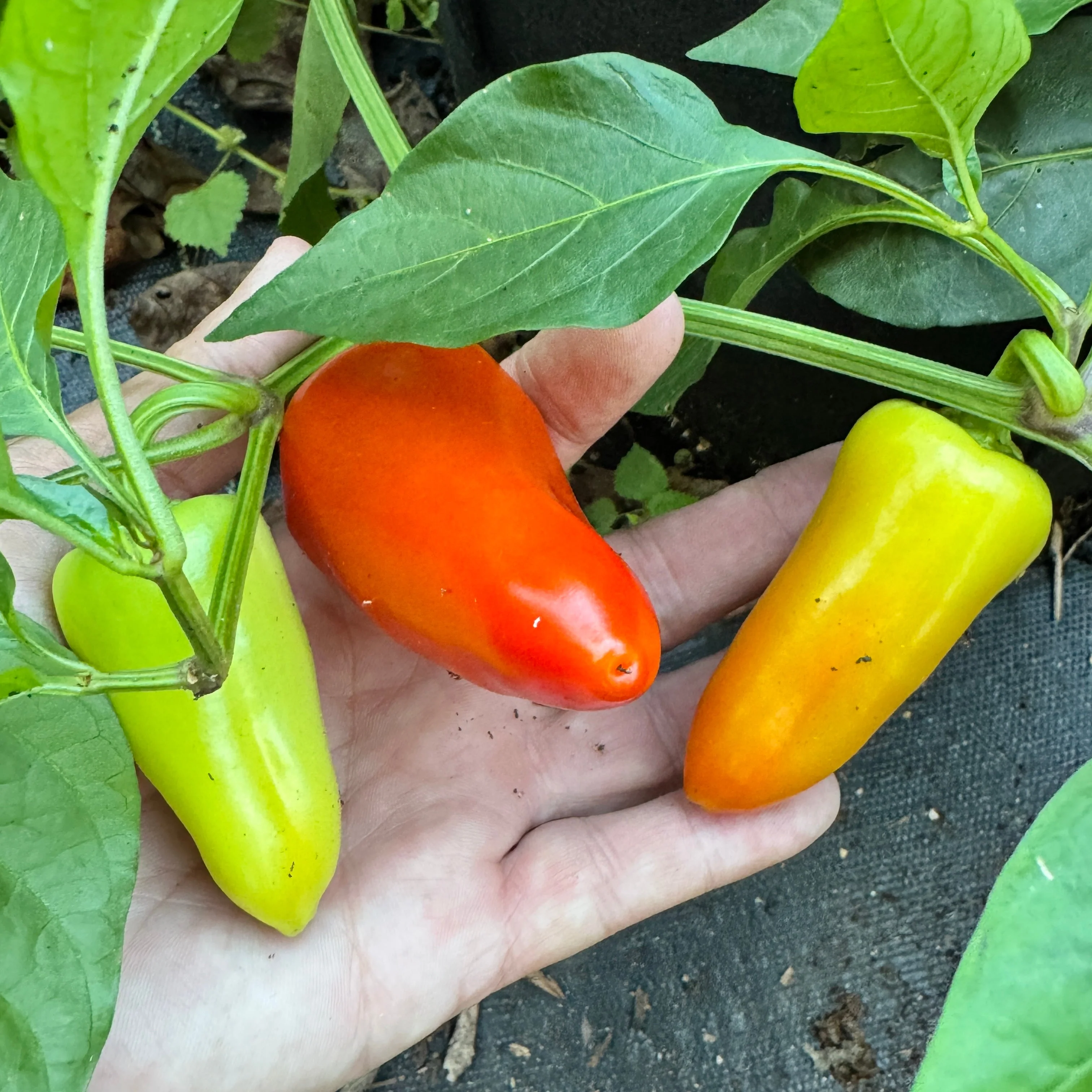 Mariachi Pepper  - Seeds - Image 4