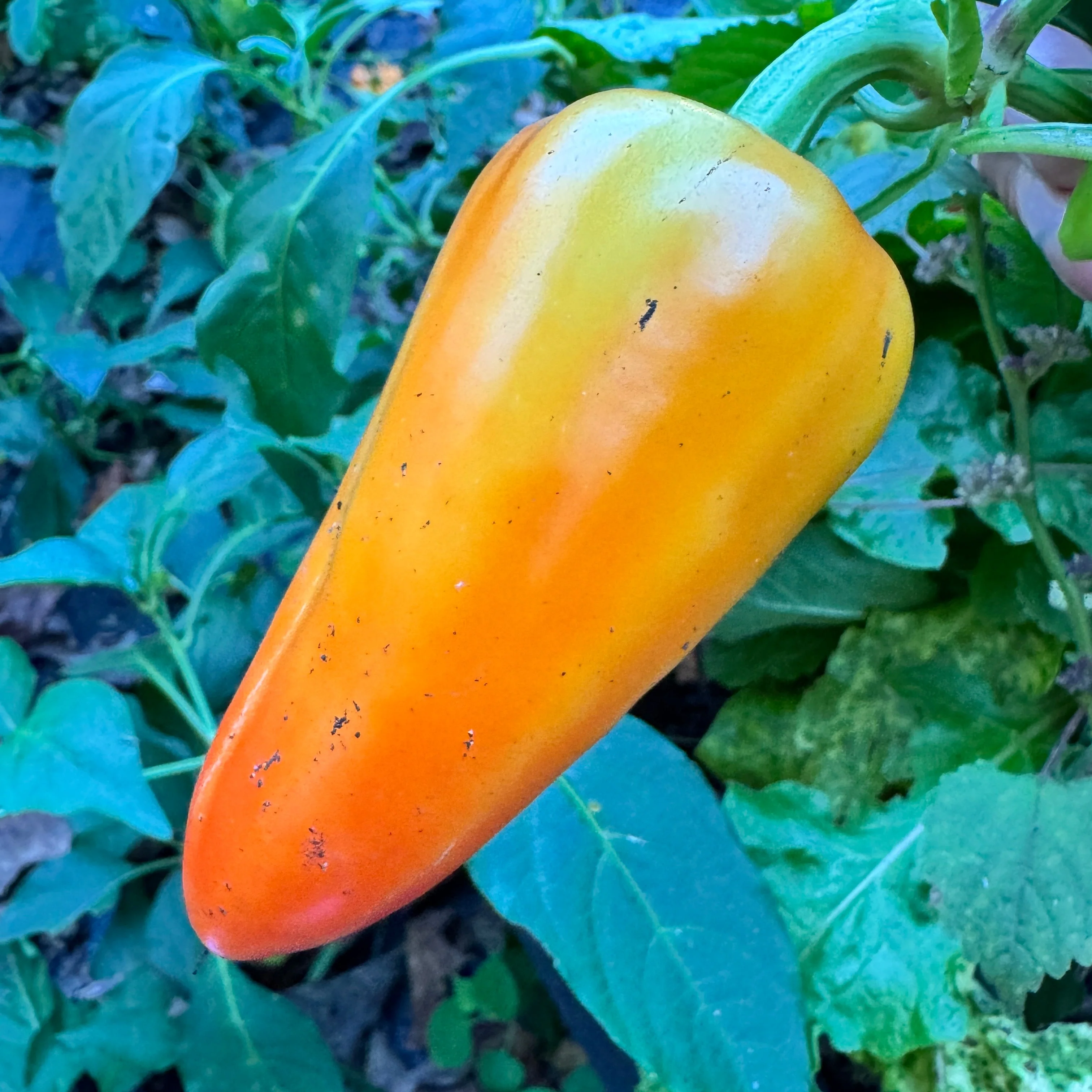 Mariachi Pepper  - Seeds - Image 5