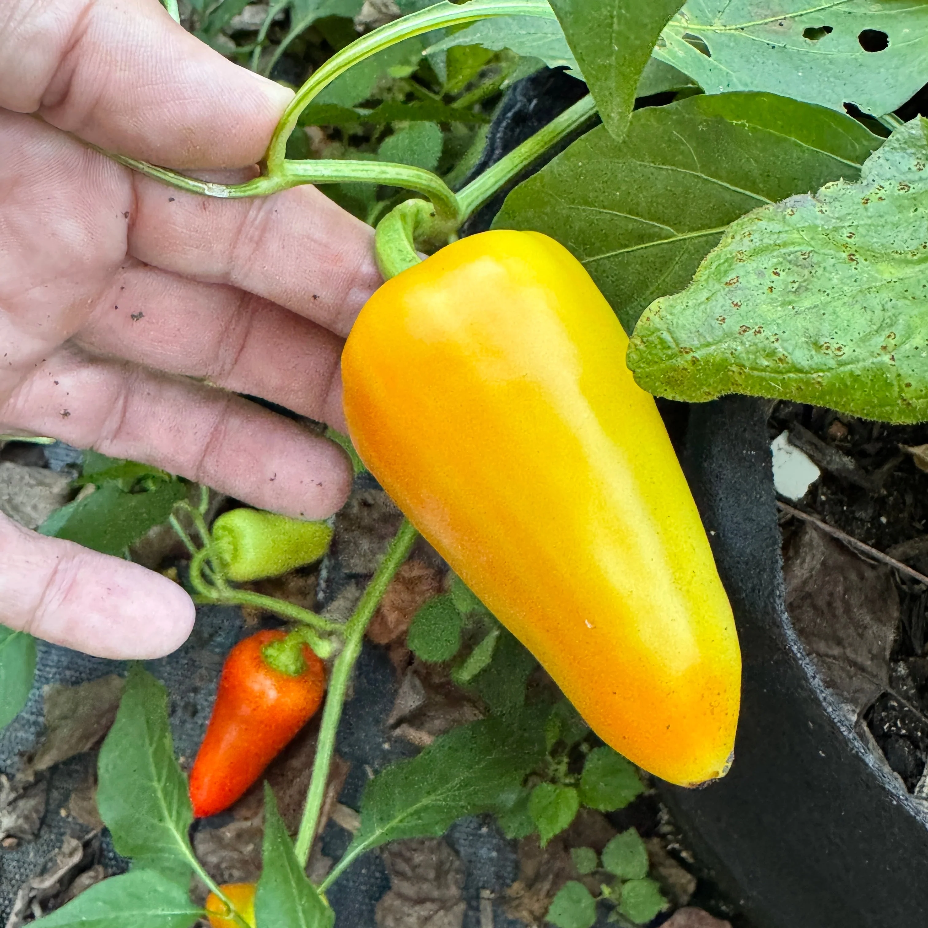 Mariachi Pepper  - Seeds - Image 6