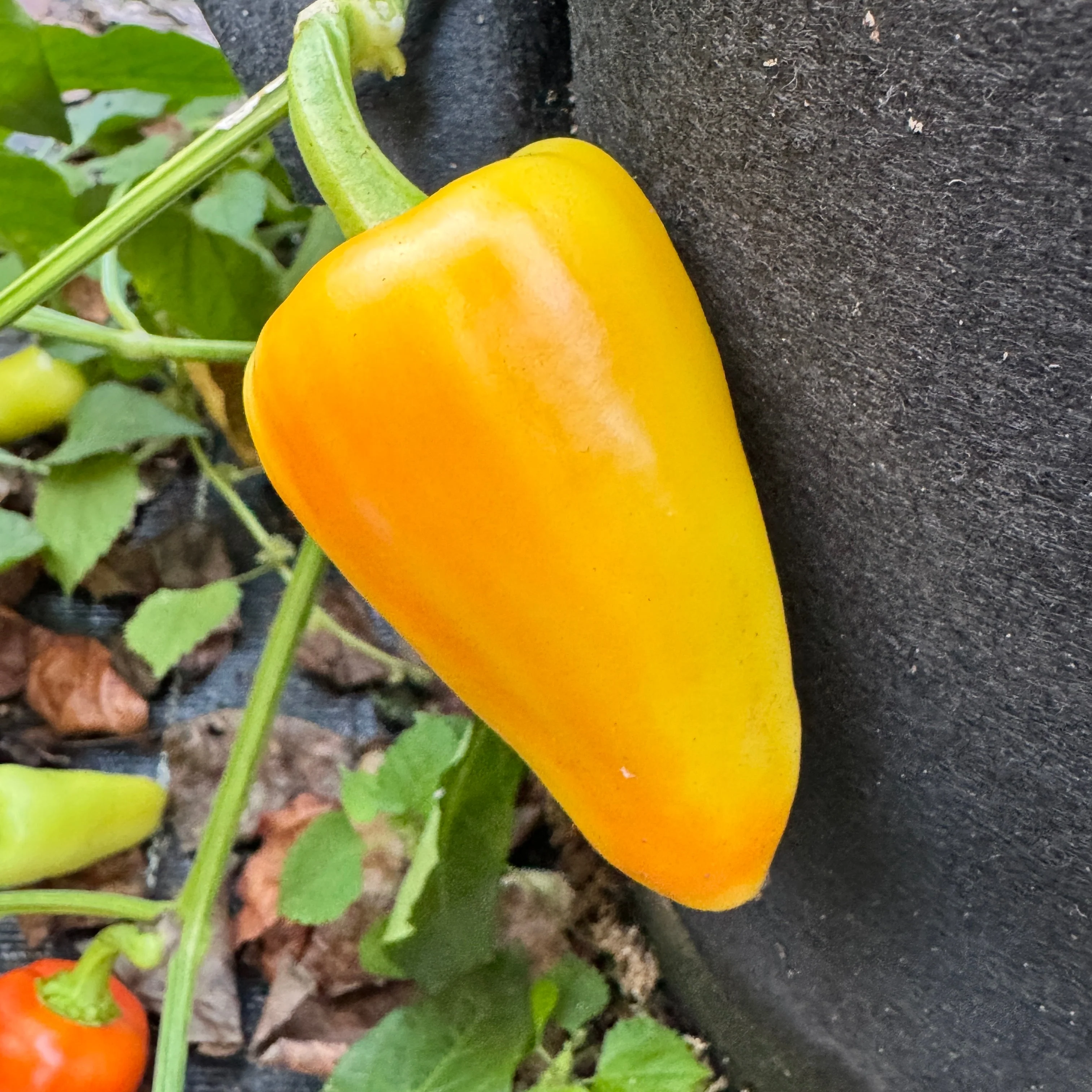 Mariachi Pepper  - Seeds - Image 7