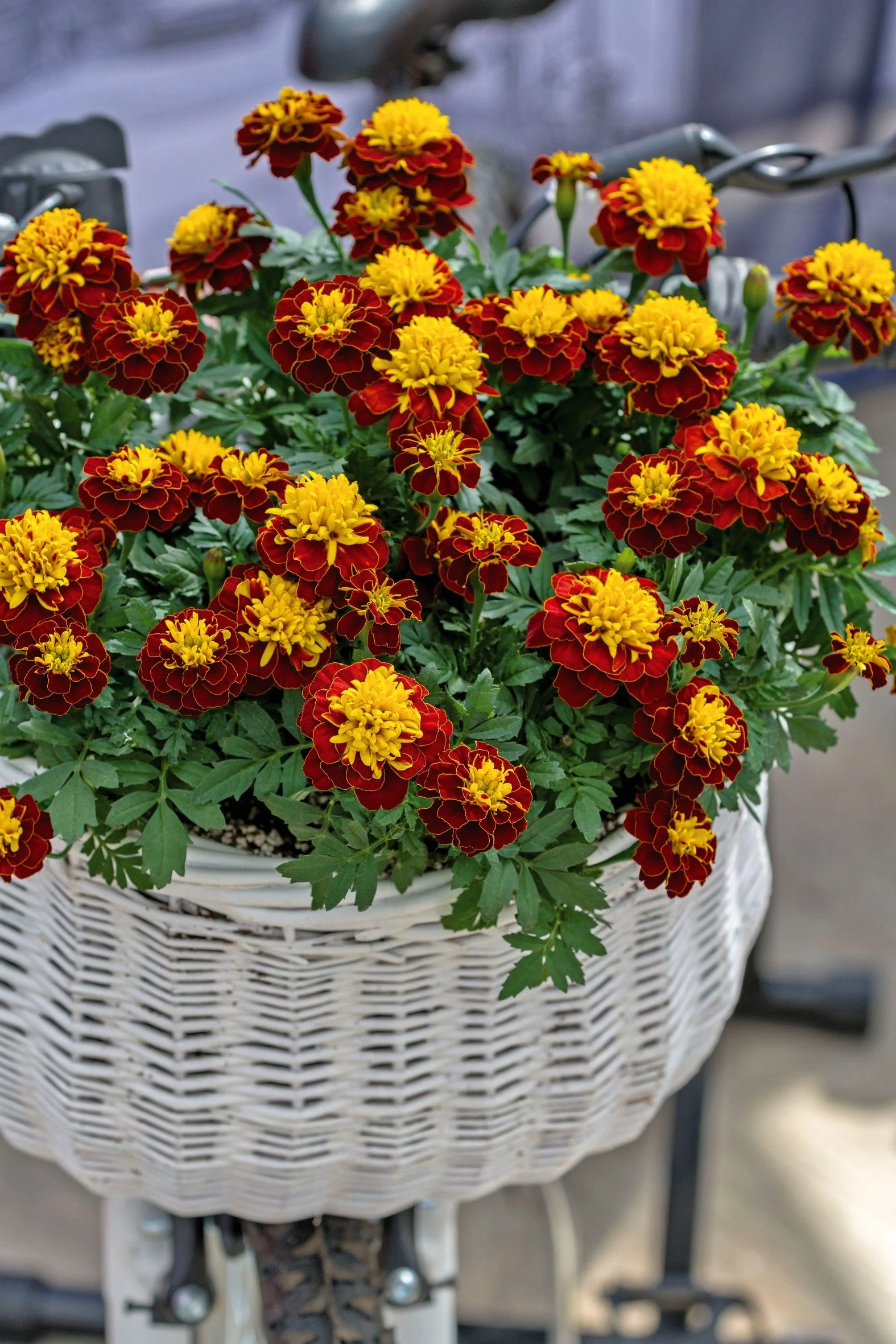 Marigold Super Hero Spry - Image 2