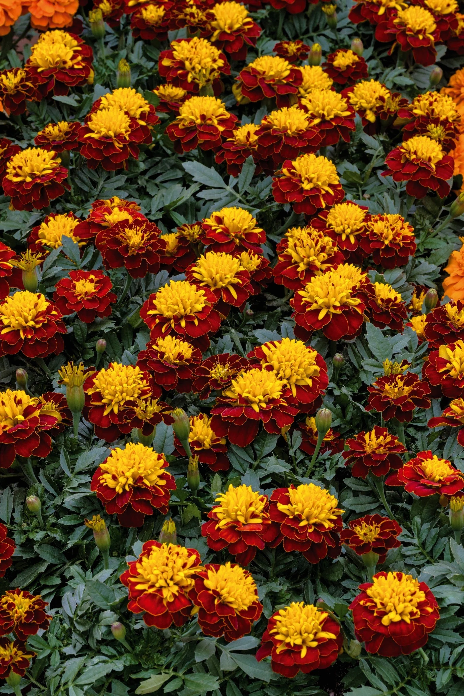 Marigold Super Hero Spry - Image 3
