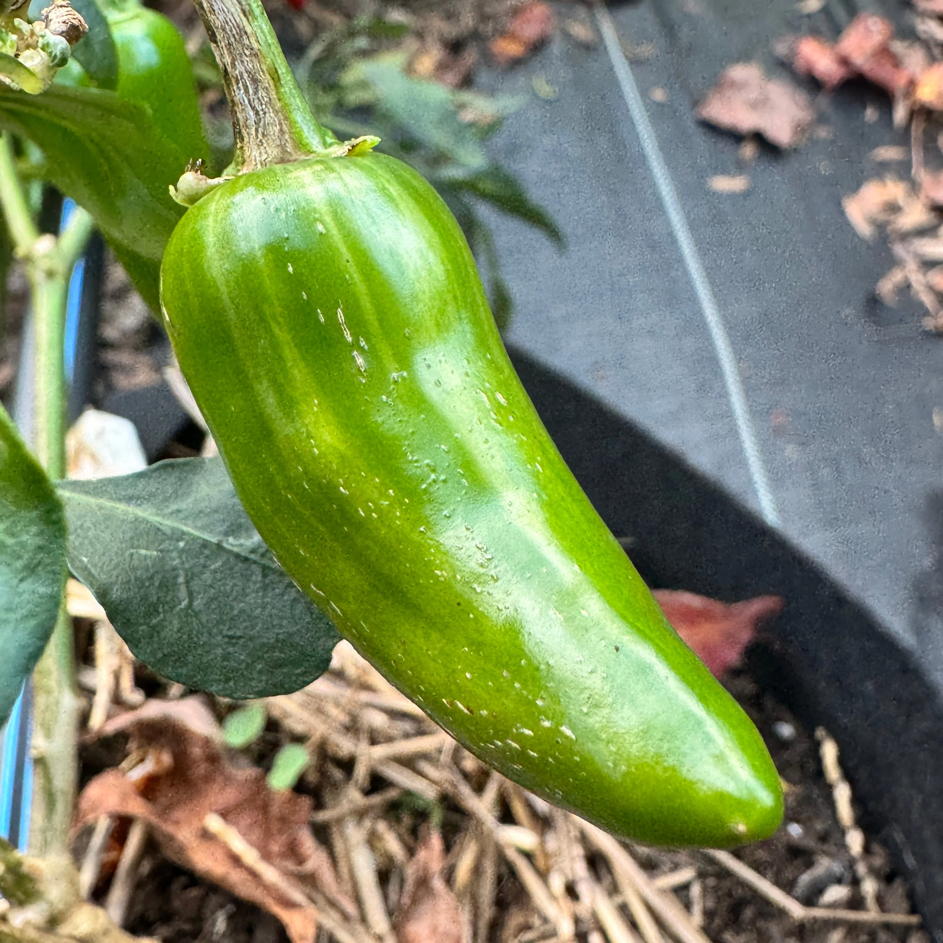 Mattapeño - Seeds - Image 2