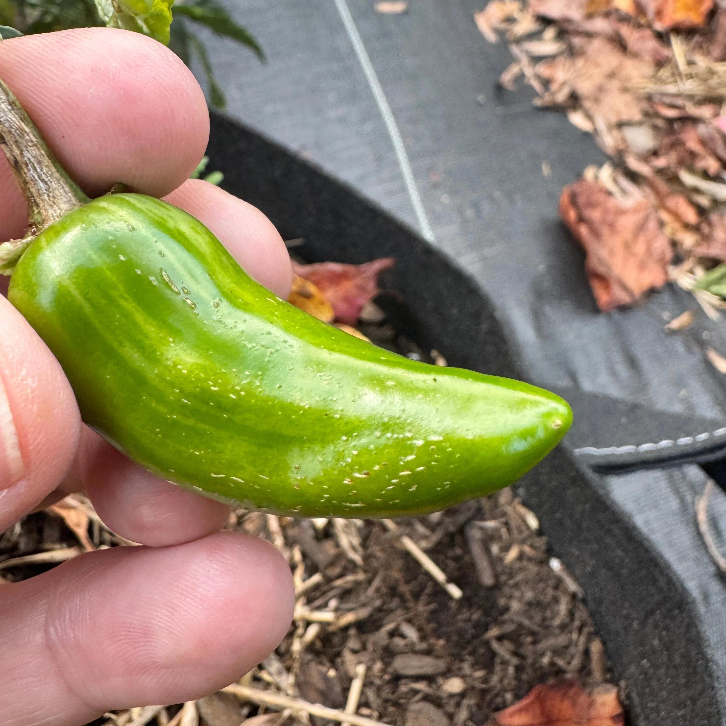 Mattapeño - Seeds - Image 3
