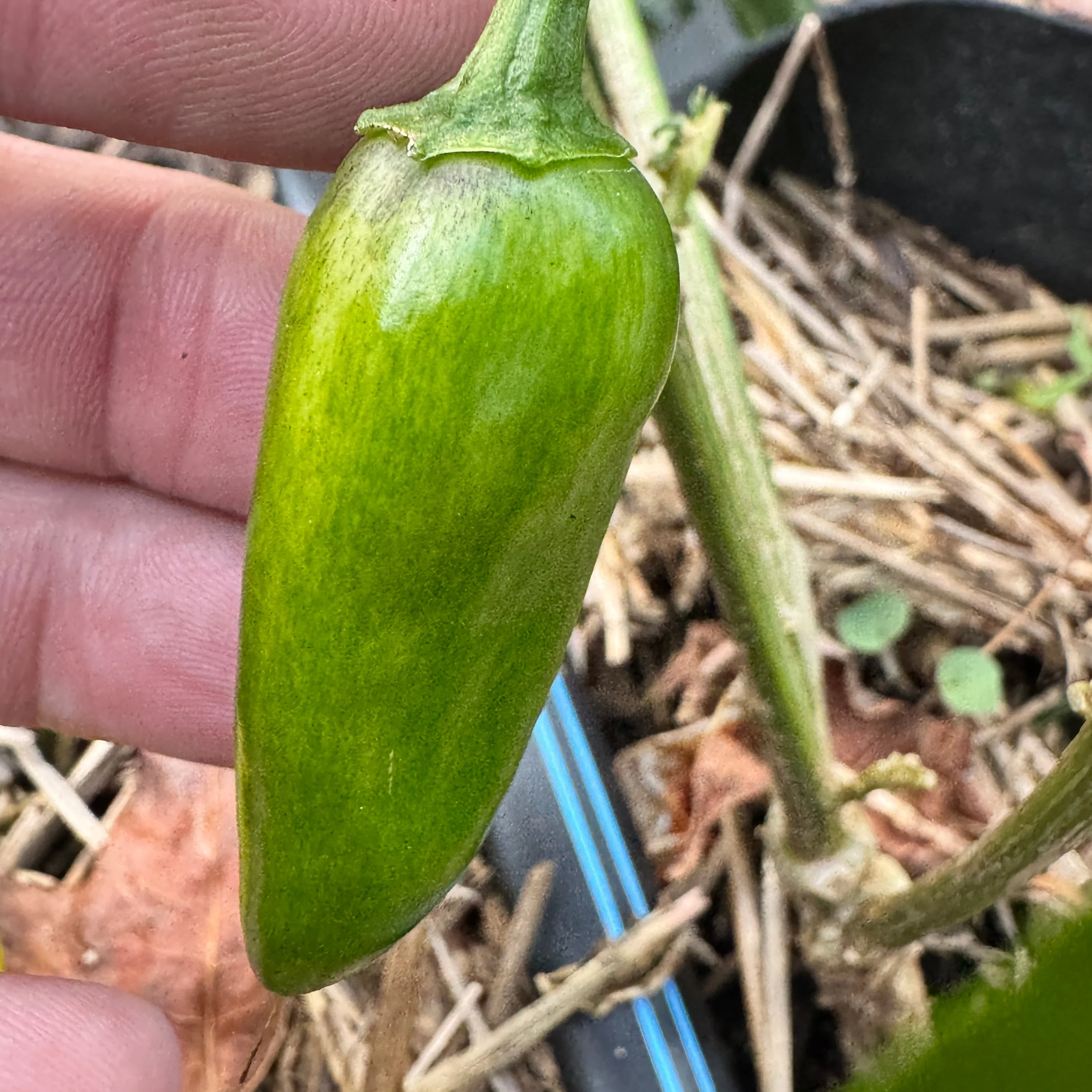 Mattapeño - Seeds - Image 4