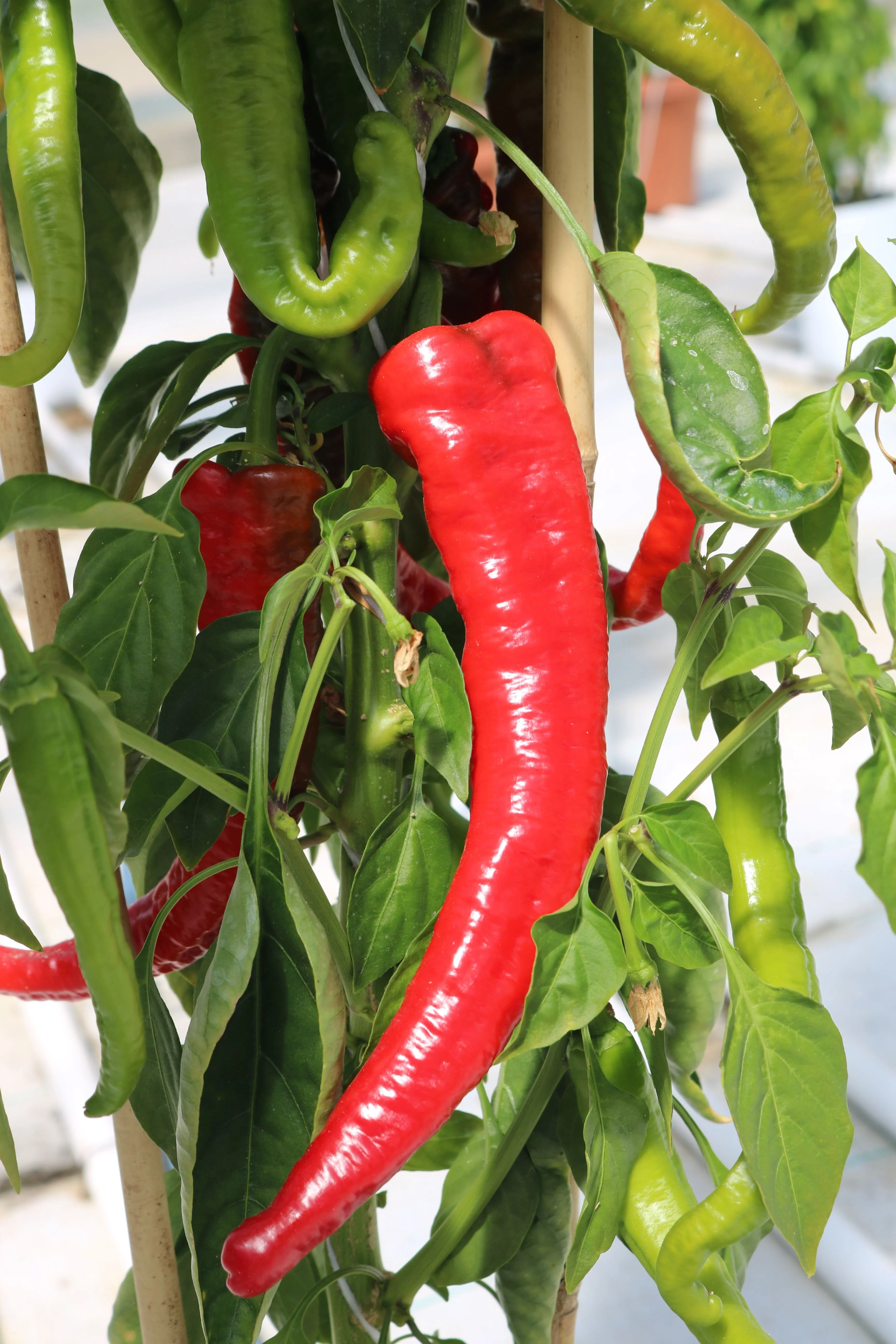 Mesilla Hybrid Pepper Seeds - Image 2
