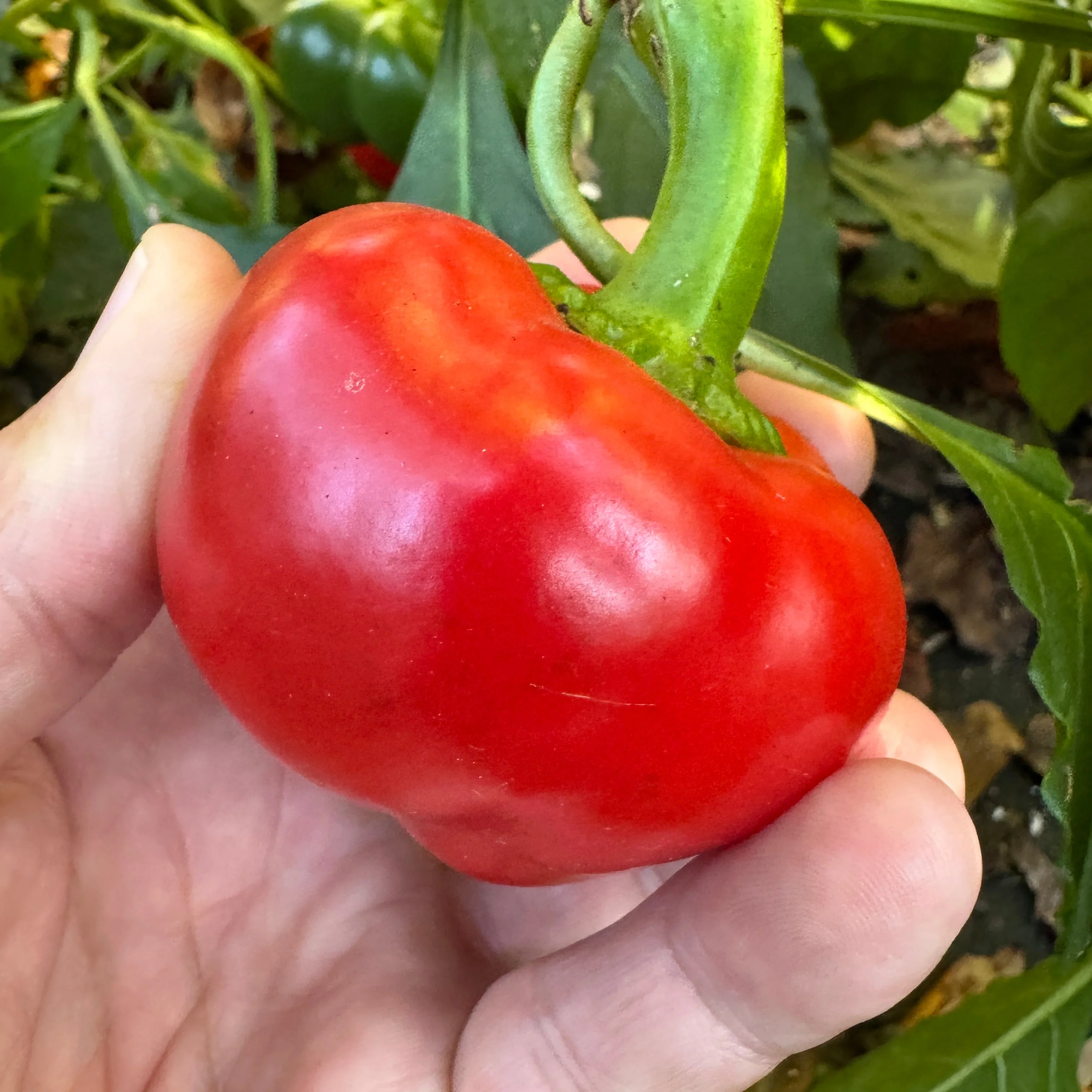 Mexibell - Seeds - Image 2
