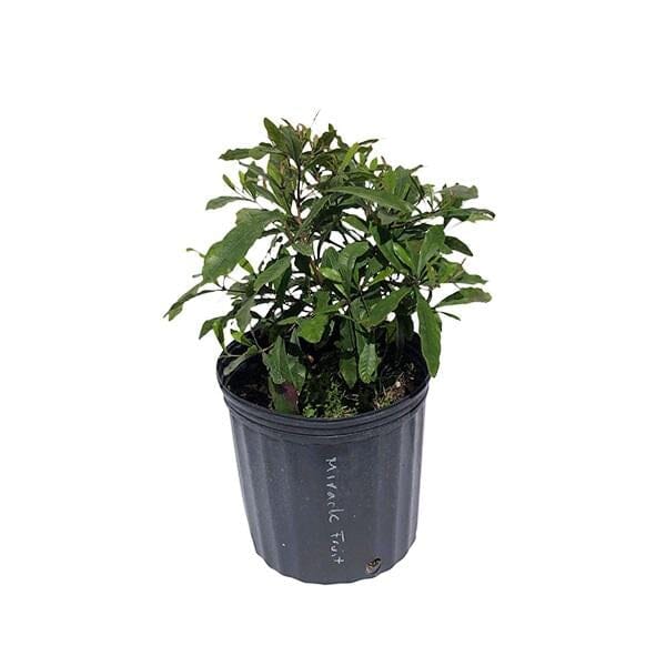 Miracle Fruit Plant (Miracle Berry Tree) - Image 2