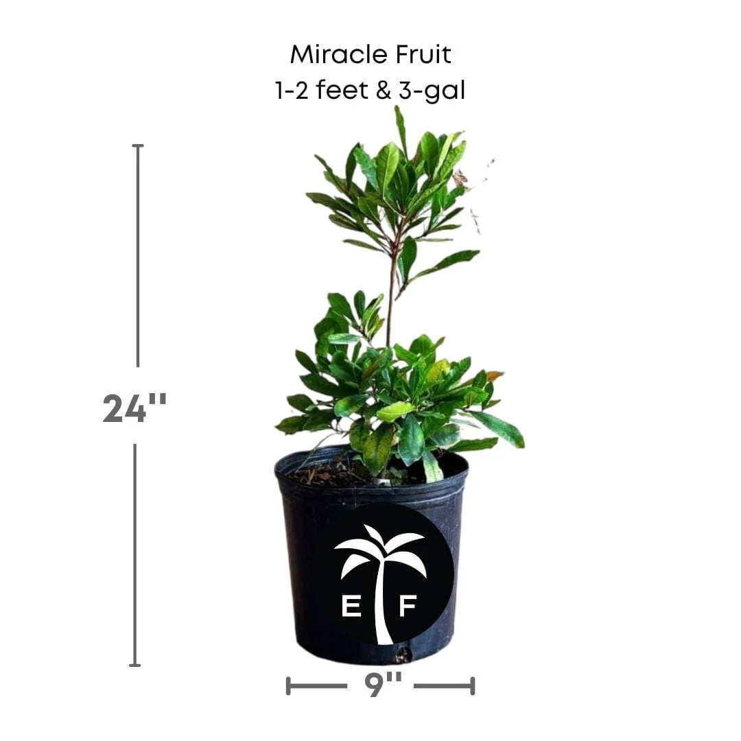 Miracle Fruit Plant (Miracle Berry Tree) - Image 3