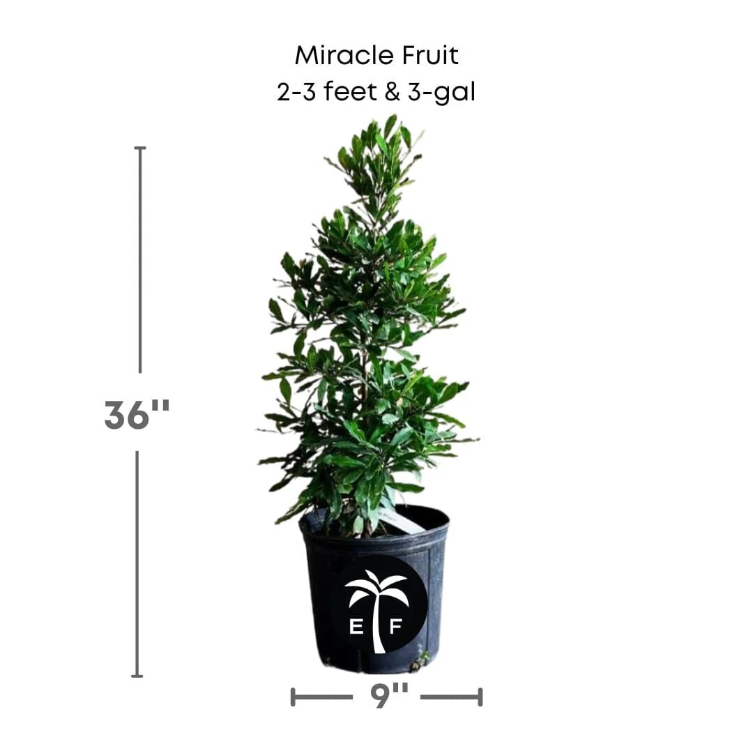 Miracle Fruit Plant (Miracle Berry Tree) - Image 4