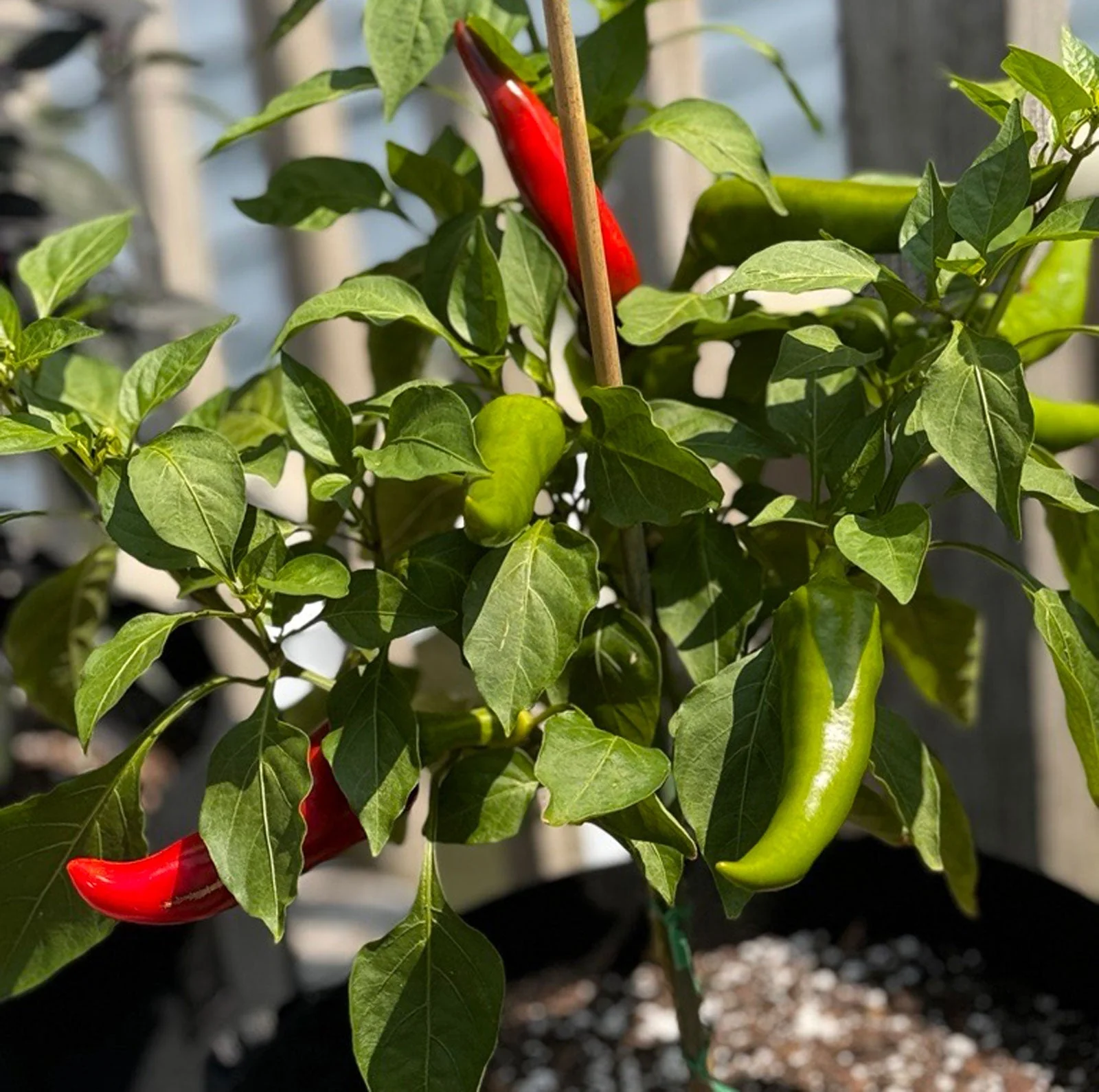 Mirasol Pepper Seeds - Image 2