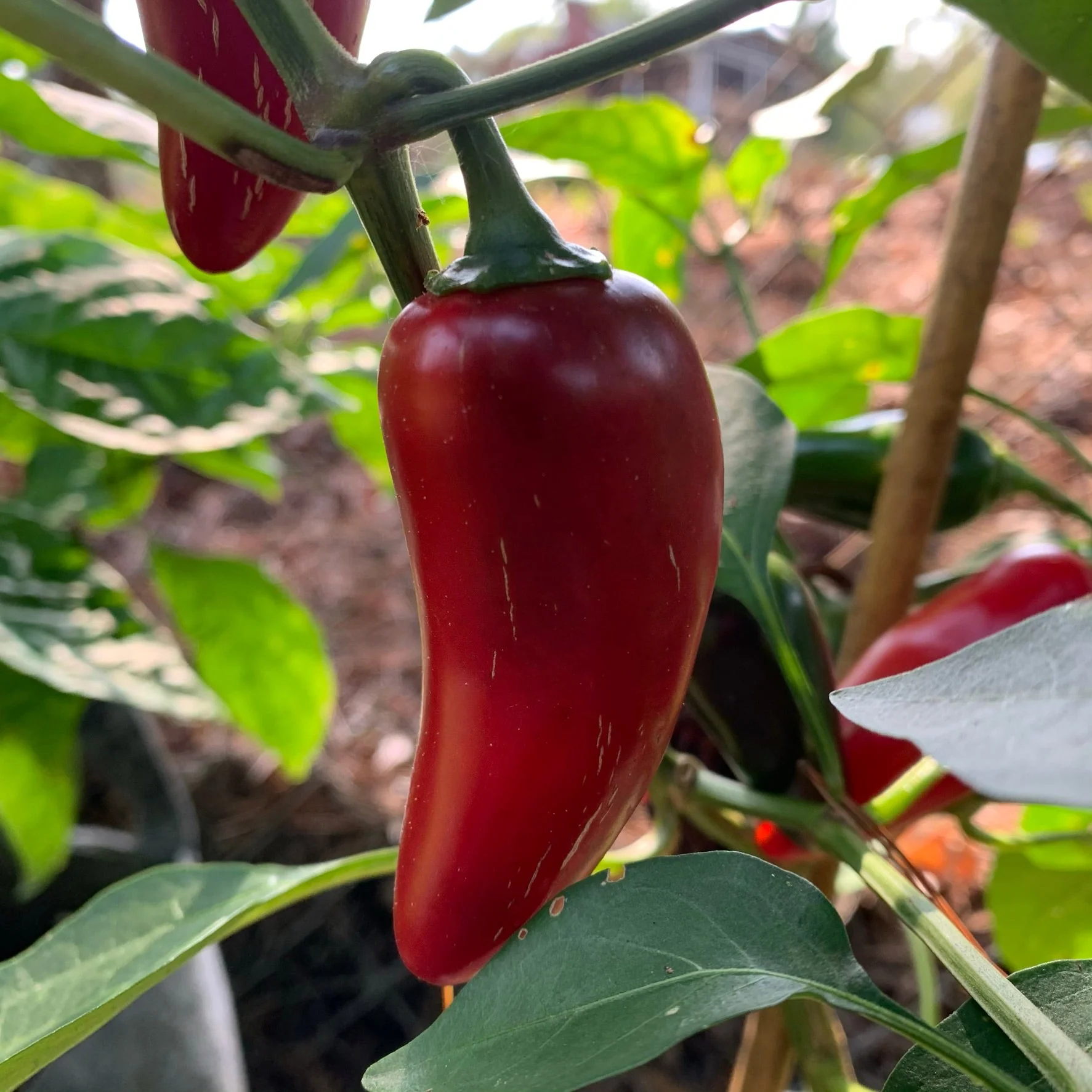 Monster Jalapeno - Seeds - Image 3
