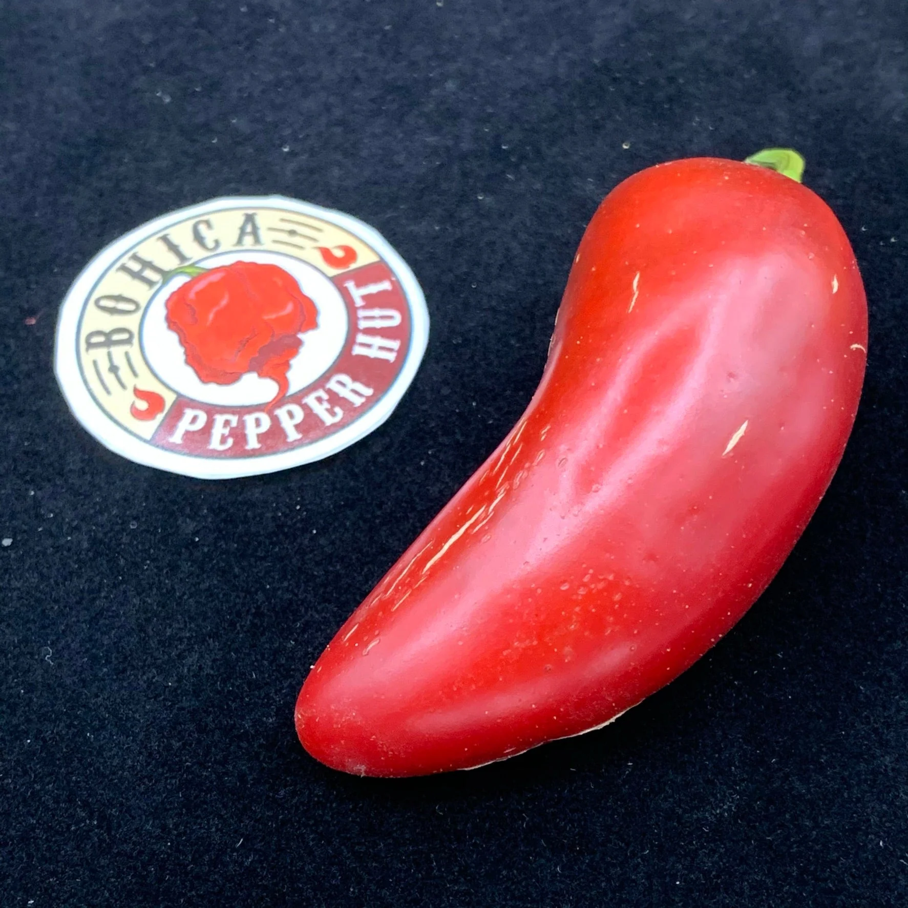 Monster Jalapeno - Seeds - Image 4