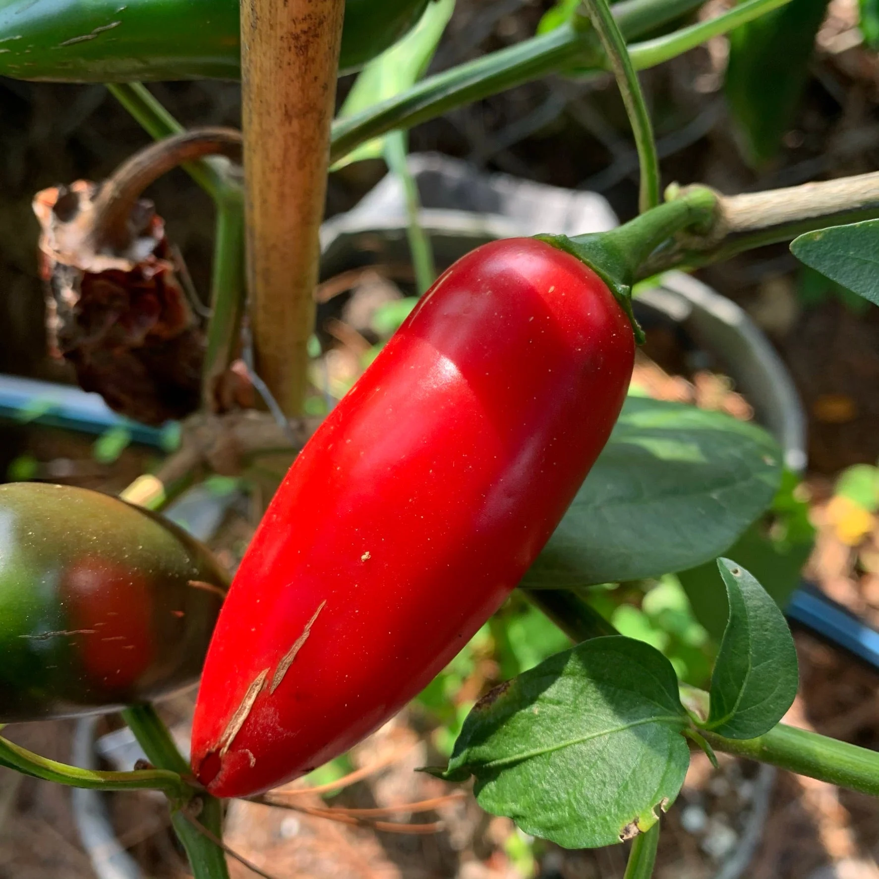 Monster Jalapeno - Seeds - Image 6