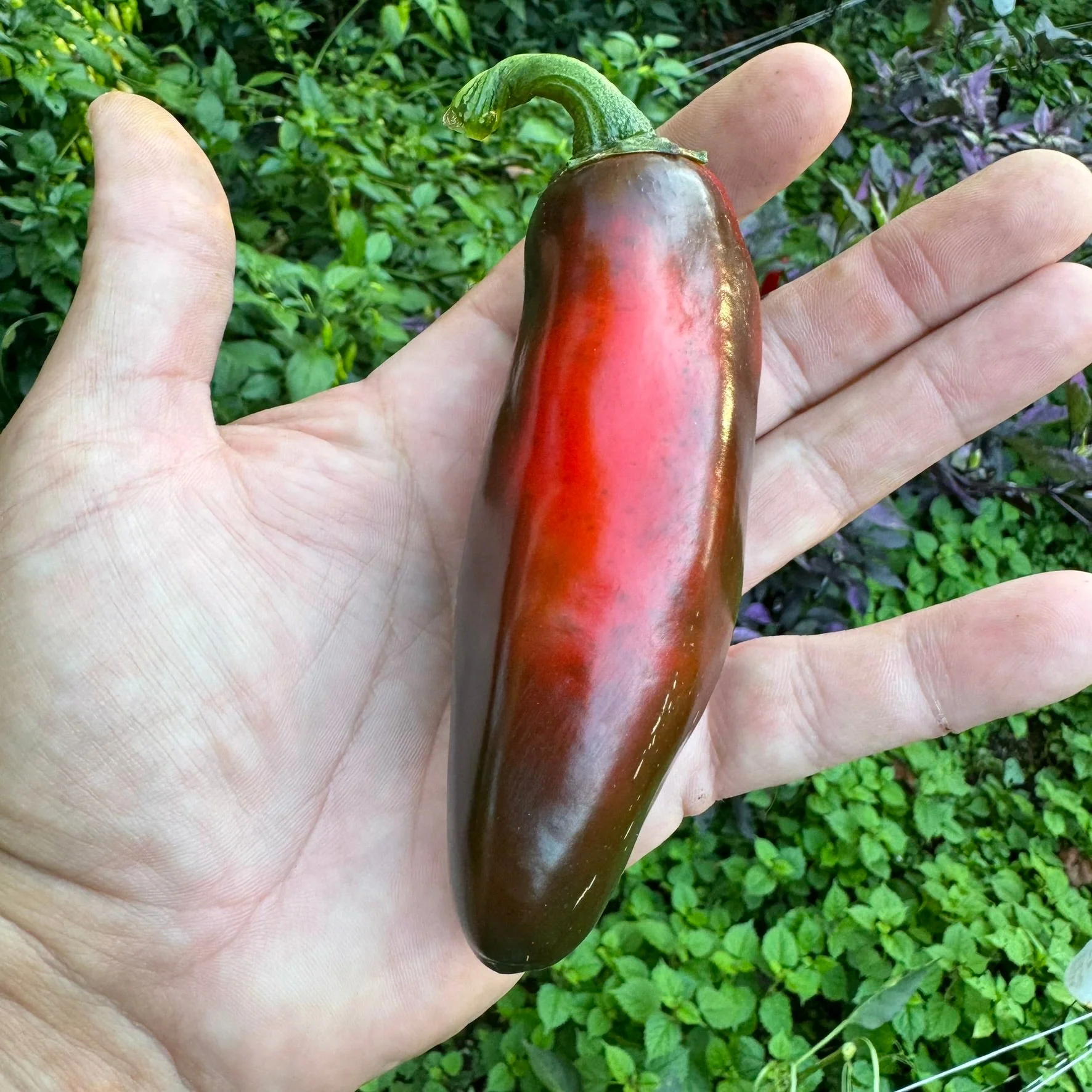 Monster Jalapeno - Seeds - Image 7