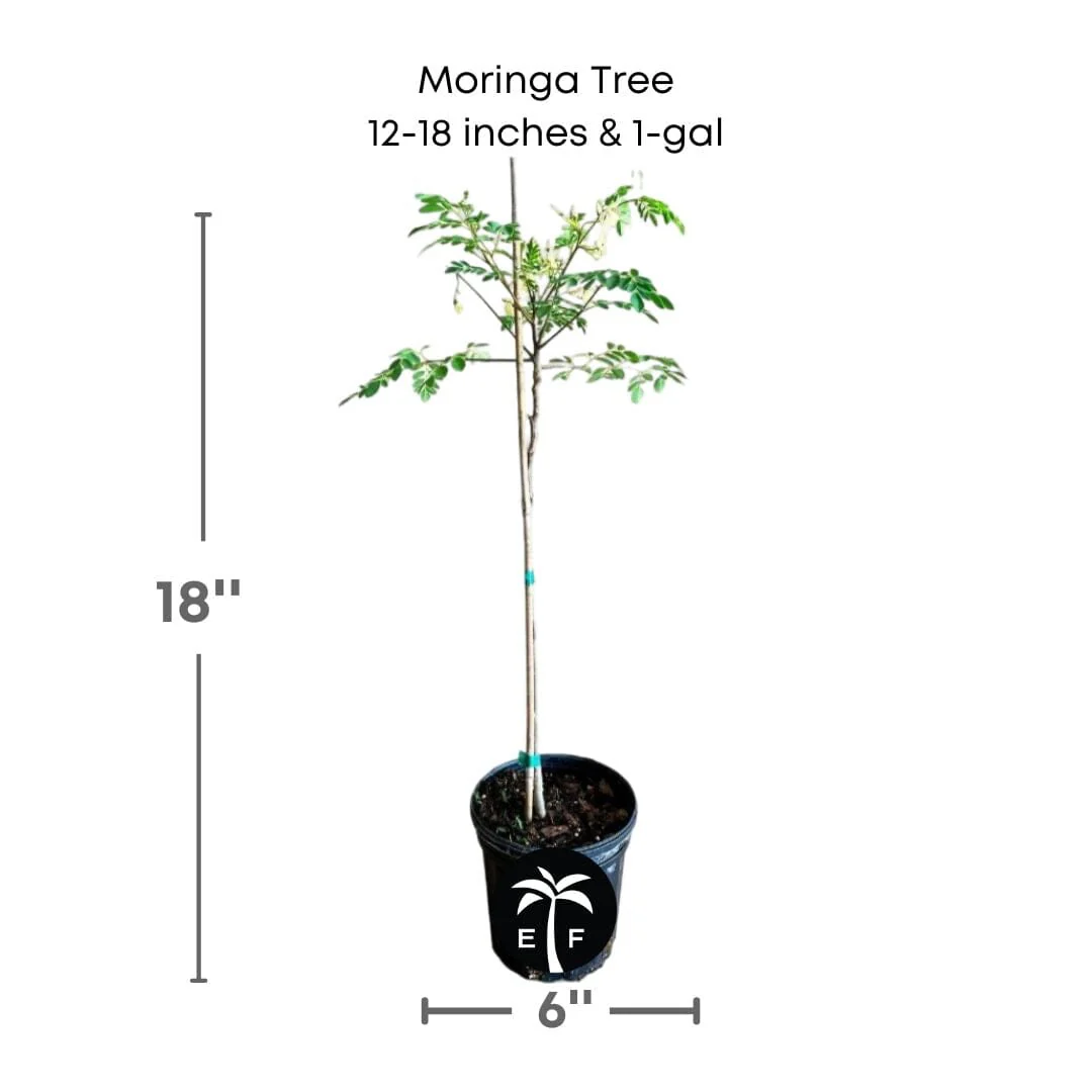 Moringa Tree (Moringa Oleifera Tree for Sale) - Image 2