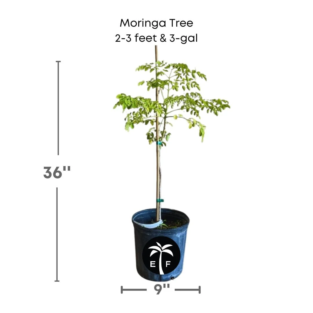 Moringa Tree (Moringa Oleifera Tree for Sale) - Image 3