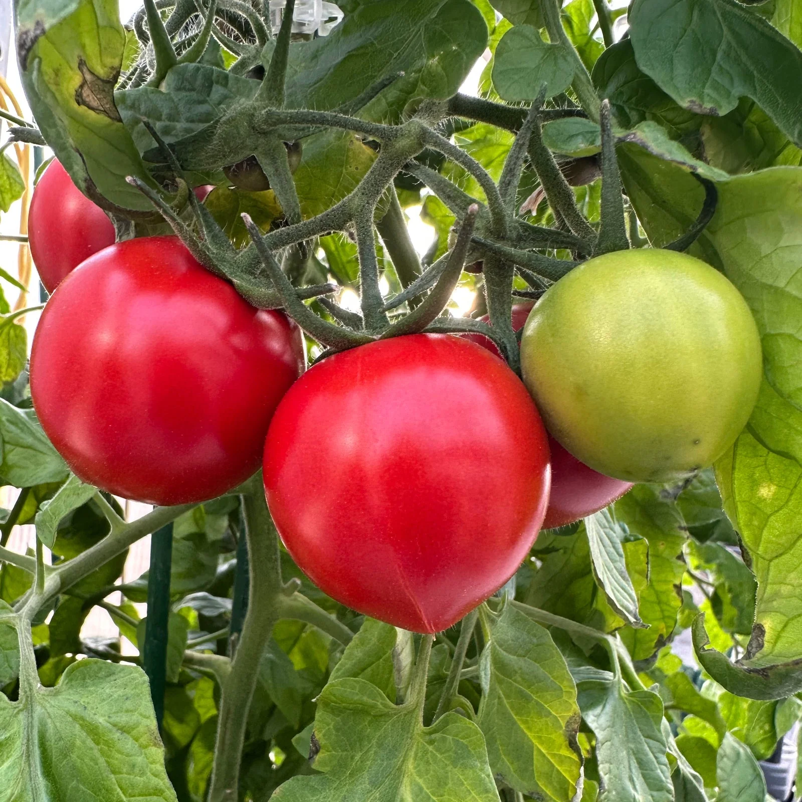 Mortgage Lifter Tomato Seeds - Image 2