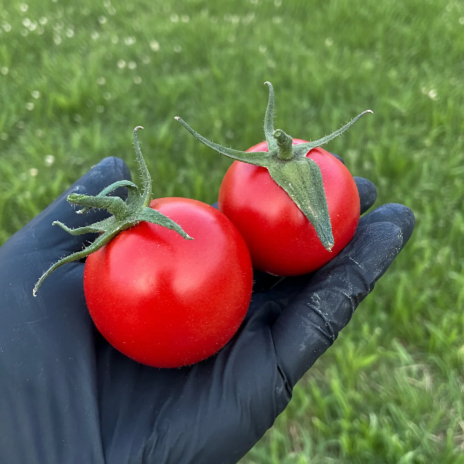 Mortgage Lifter Tomato Seeds - Image 3